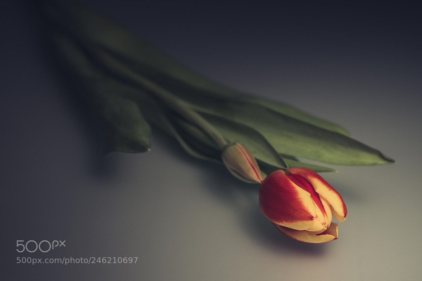 Olympus OM-D E-M10 sample photo. Lone tulip lying alone photography