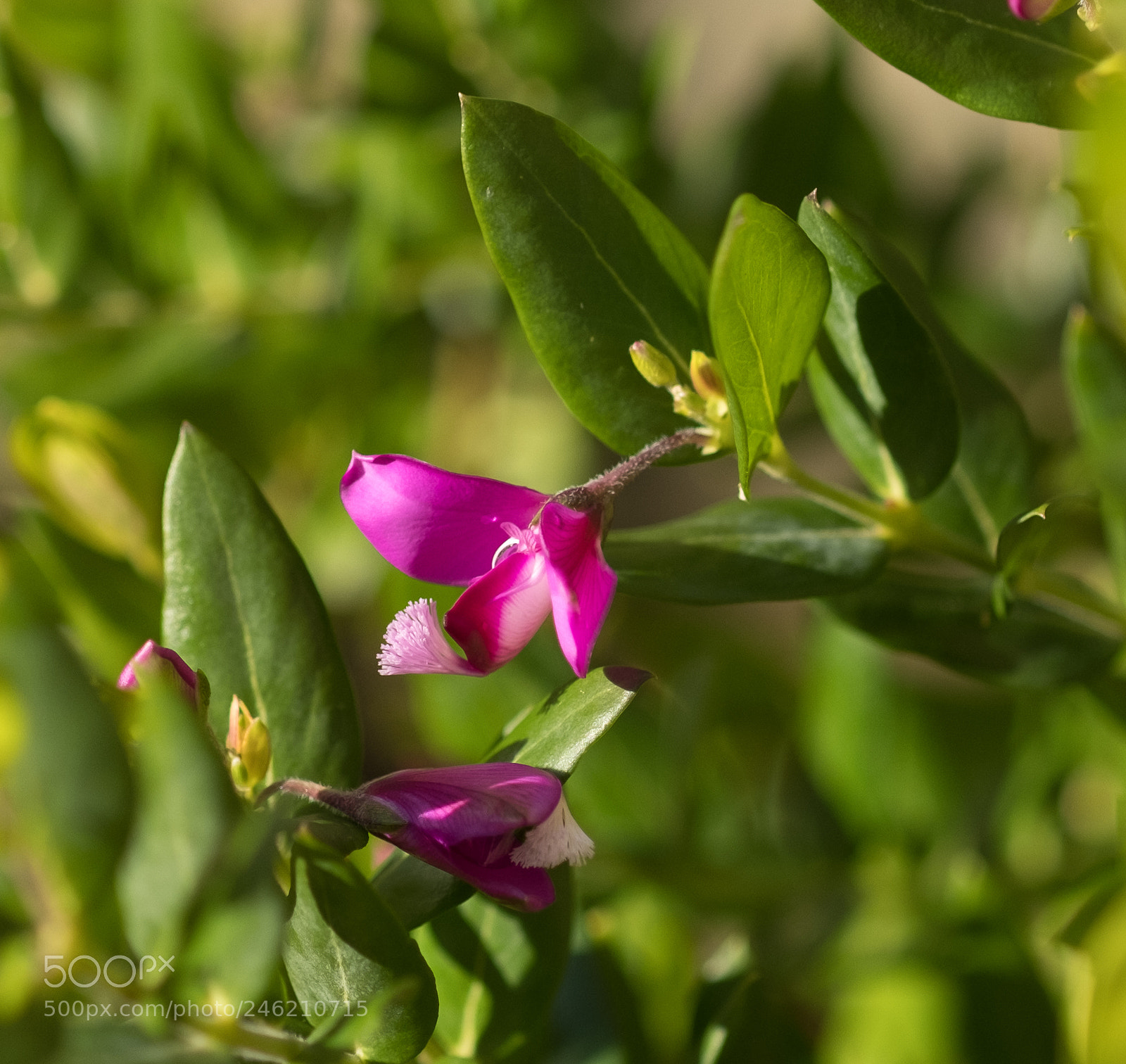 Fujifilm X-T2 sample photo. Polygata virgata photography