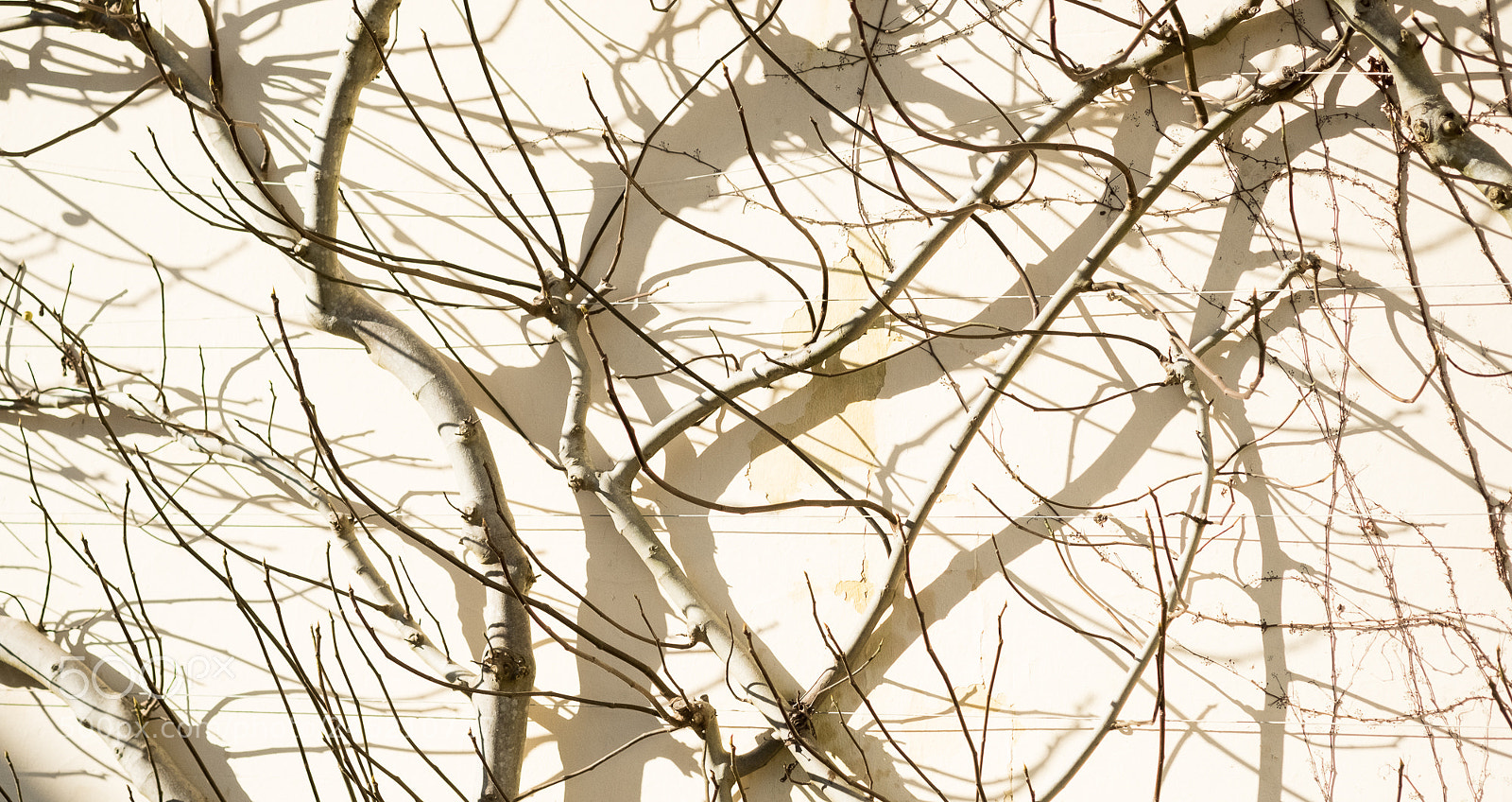Fujifilm X-T2 sample photo. Branch and shadow photography