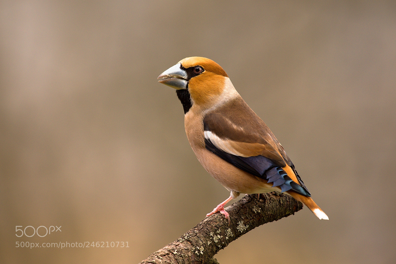 Nikon D500 sample photo. Hawfinch photography