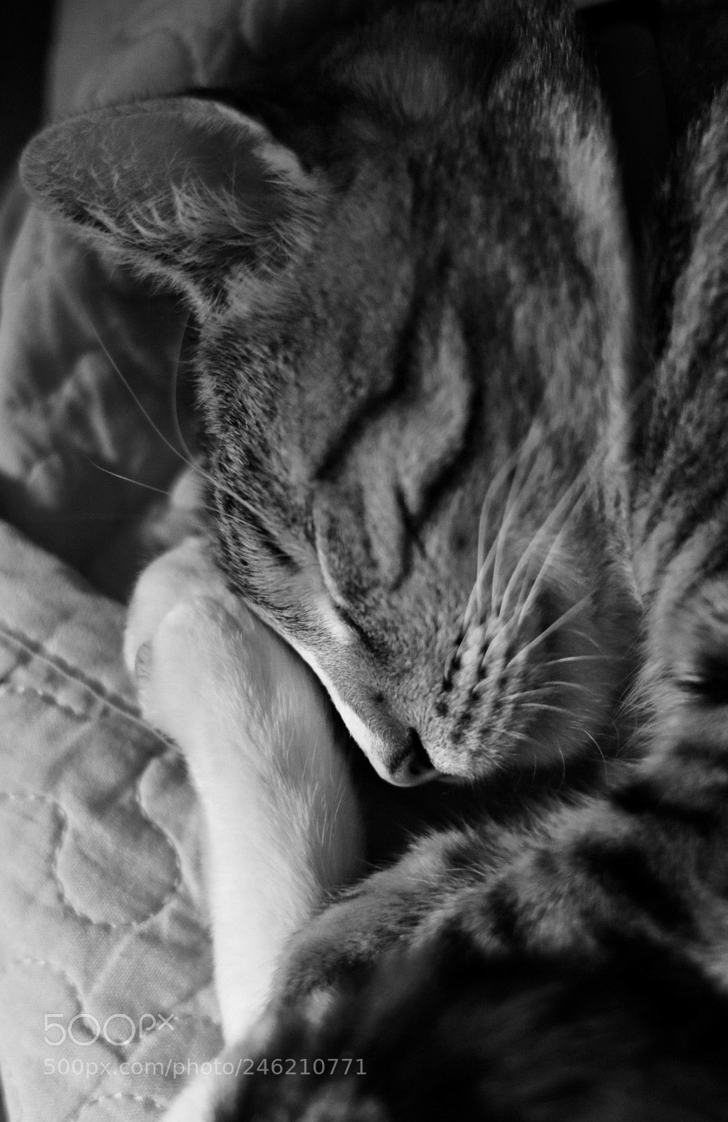 Canon EOS 750D (EOS Rebel T6i / EOS Kiss X8i) sample photo. Untitled photography