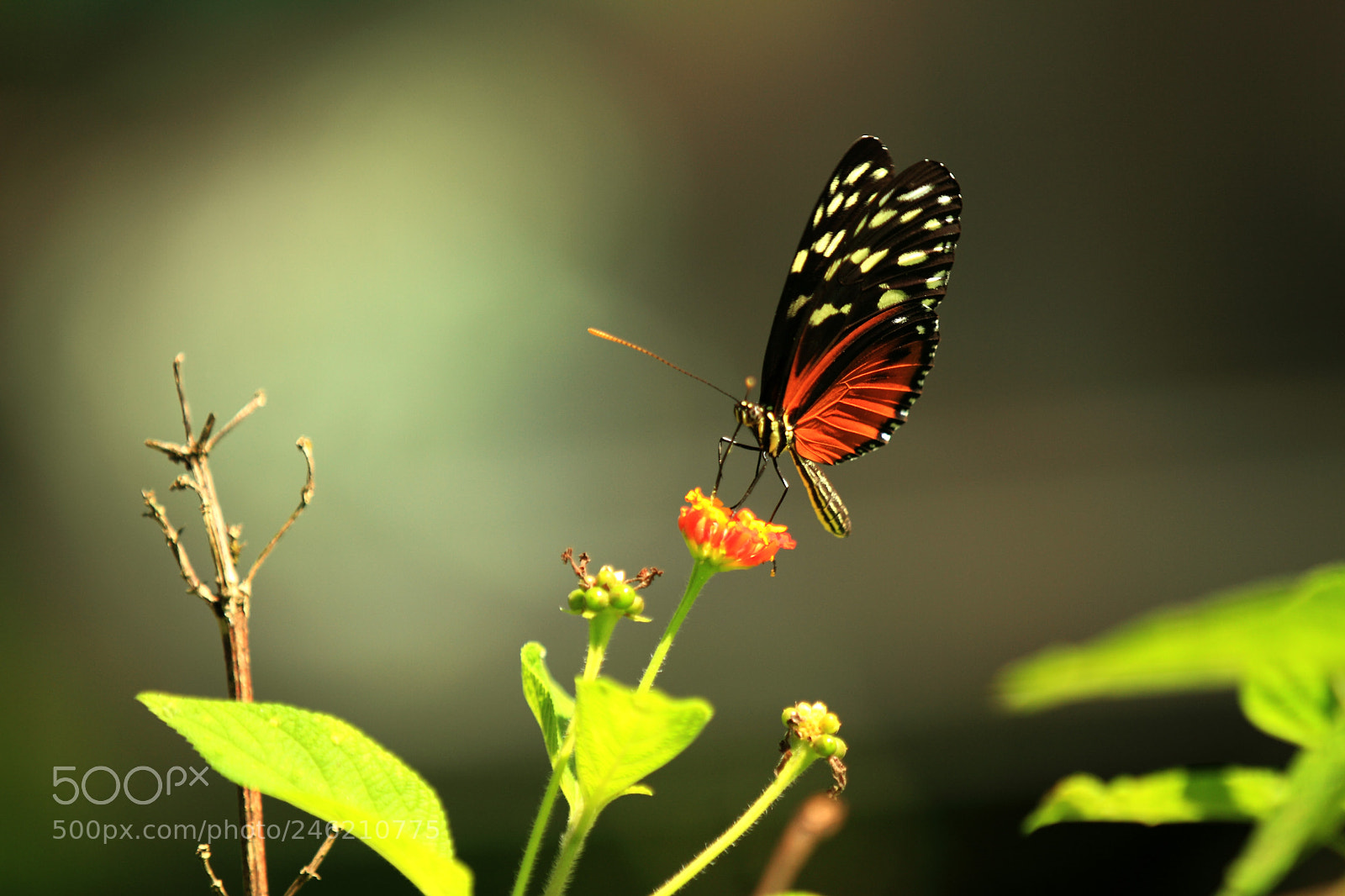 Canon EOS 7D sample photo. Img photography
