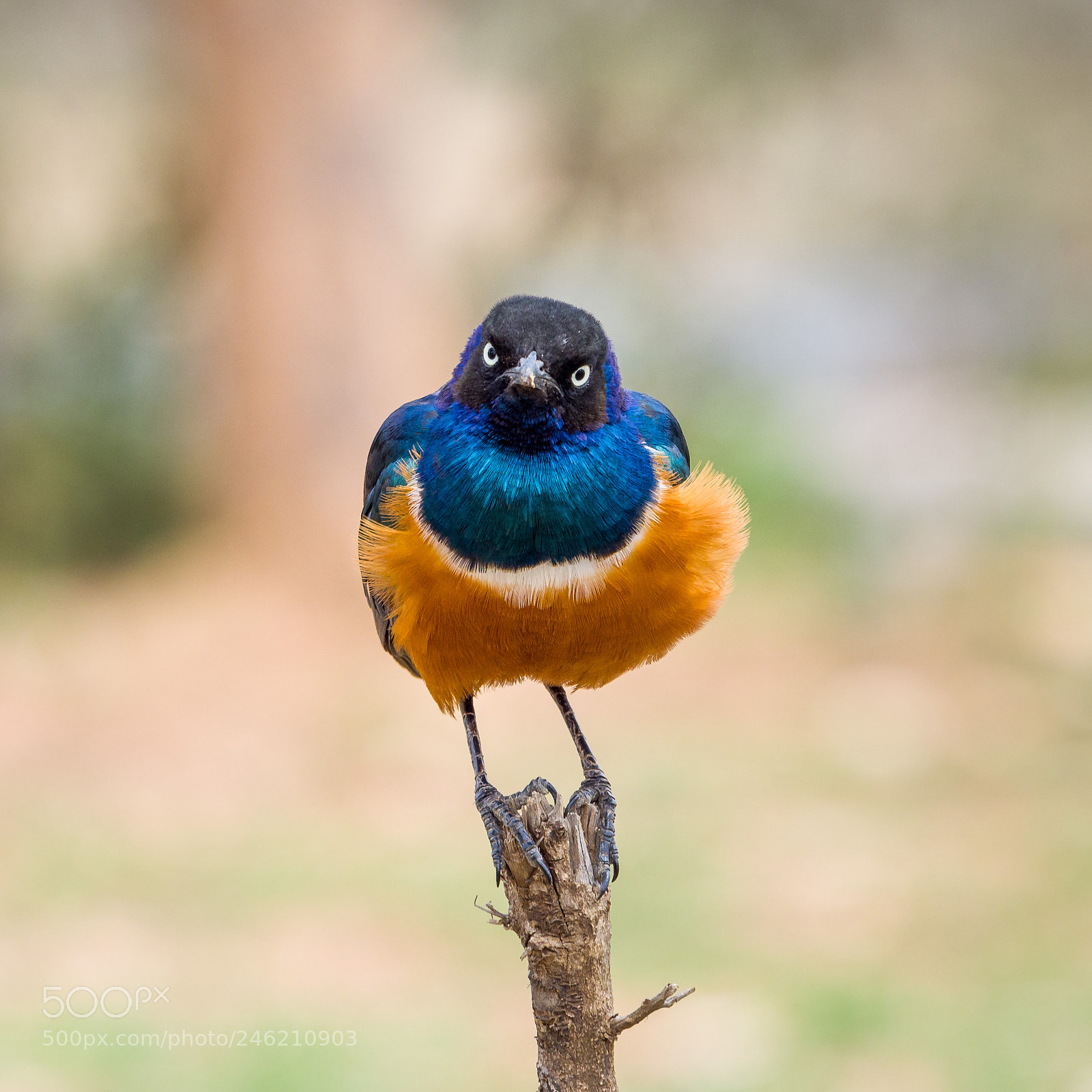 Olympus OM-D E-M1 Mark II sample photo. Angry bird photography