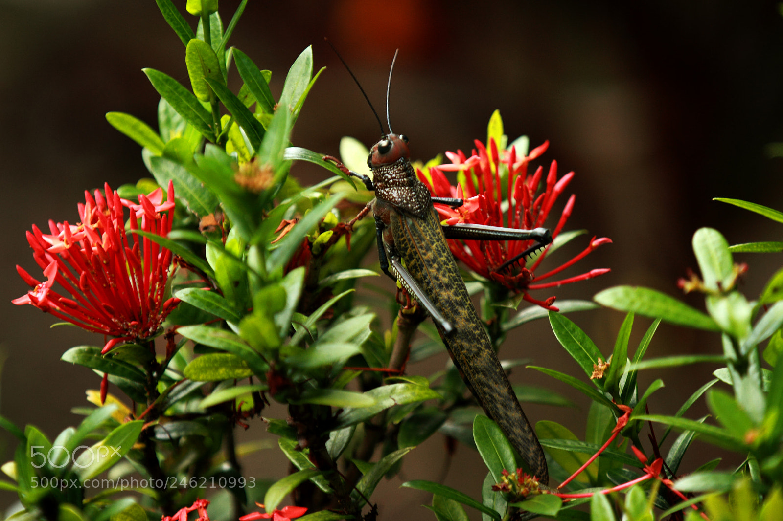 Canon EOS 7D sample photo. Img photography