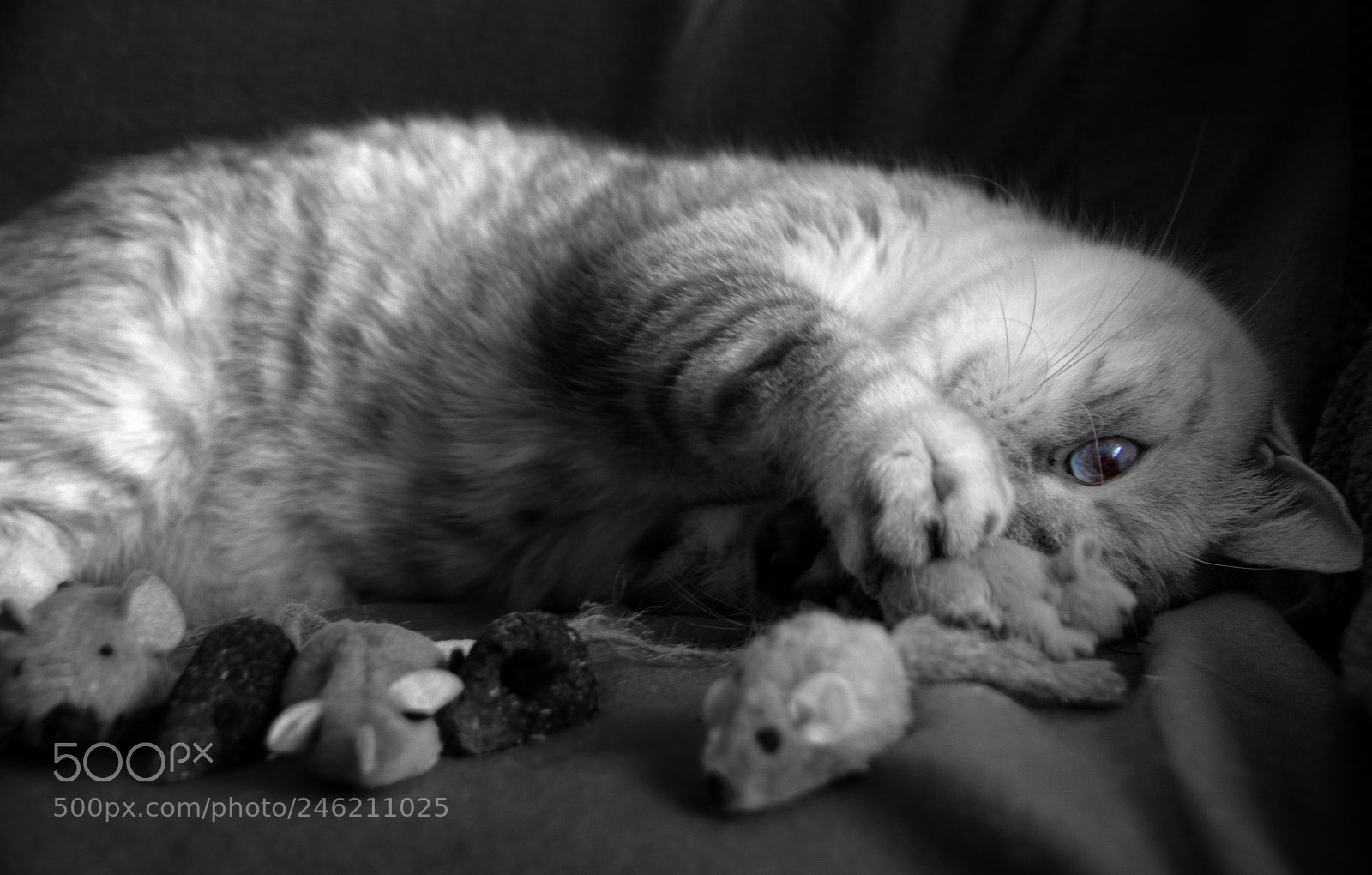 Canon EOS 700D (EOS Rebel T5i / EOS Kiss X7i) sample photo. Lazy mouse hunter photography