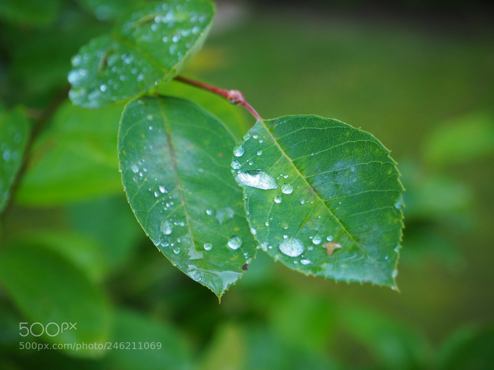 Olympus OM-D E-M10 sample photo. Leaf photography