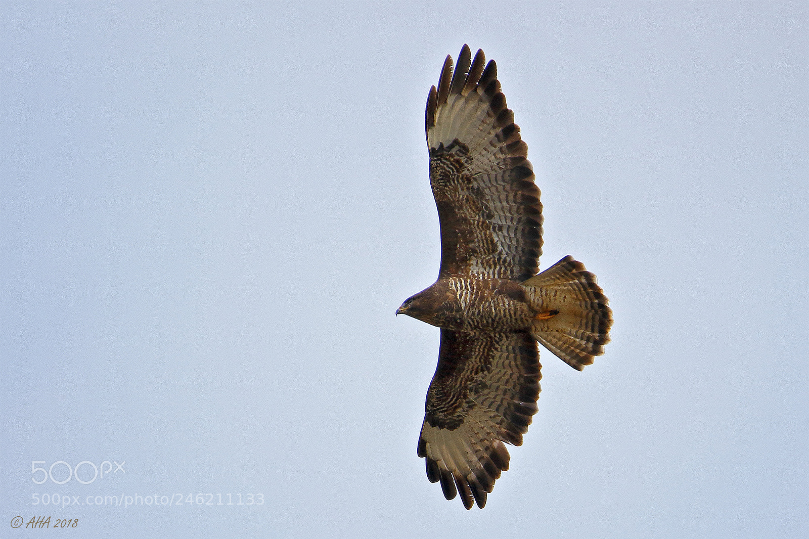 Canon EOS 7D Mark II sample photo. Bussard photography