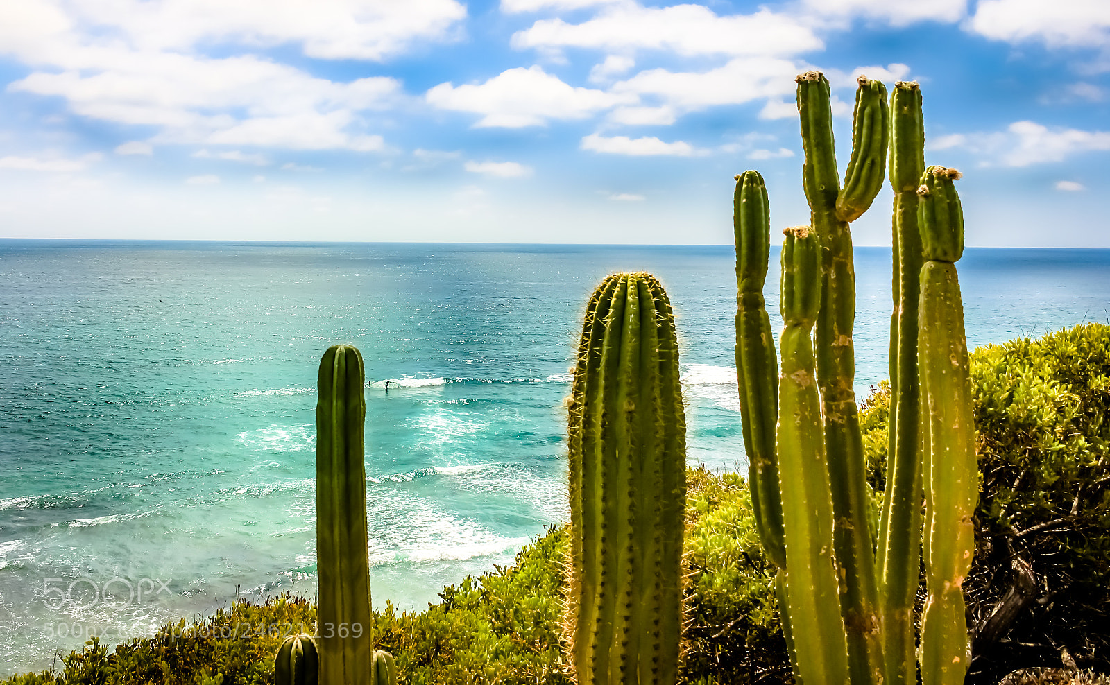 Canon EOS 700D (EOS Rebel T5i / EOS Kiss X7i) sample photo. Cacti in san diego's photography