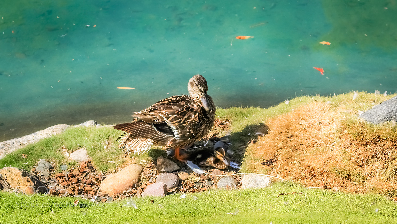 Canon EOS 700D (EOS Rebel T5i / EOS Kiss X7i) sample photo. A duck in san photography