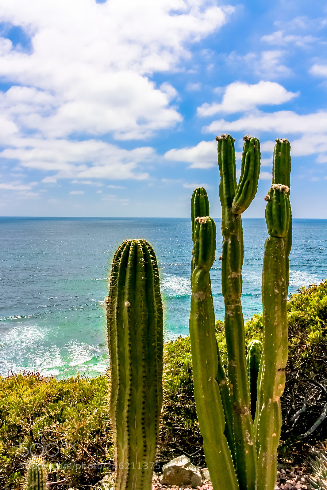 Canon EOS 700D (EOS Rebel T5i / EOS Kiss X7i) sample photo. Cacti in california photography