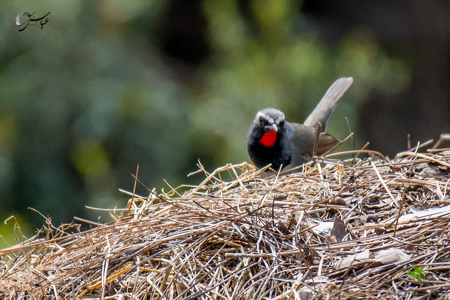 Nikon D7100 sample photo. Ruby throat photography