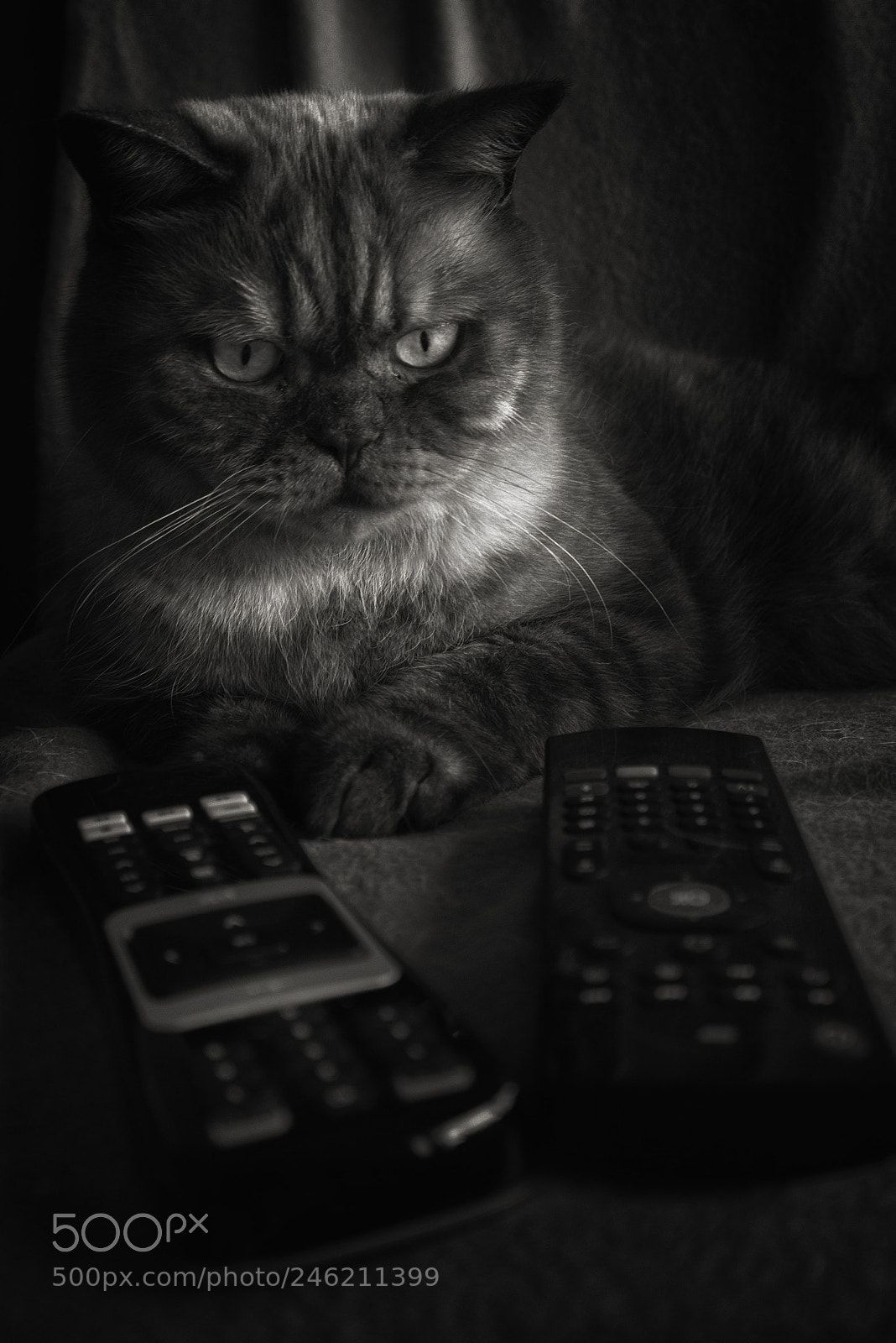 Canon EOS 700D (EOS Rebel T5i / EOS Kiss X7i) sample photo. Choices ..... choices ! photography