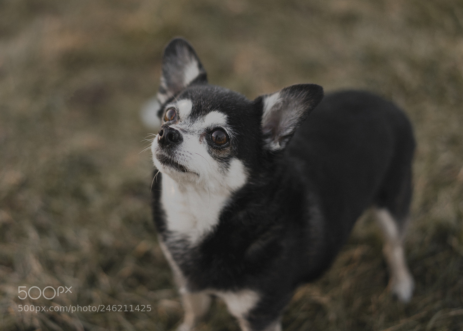 Sony a7R sample photo. Angel photography
