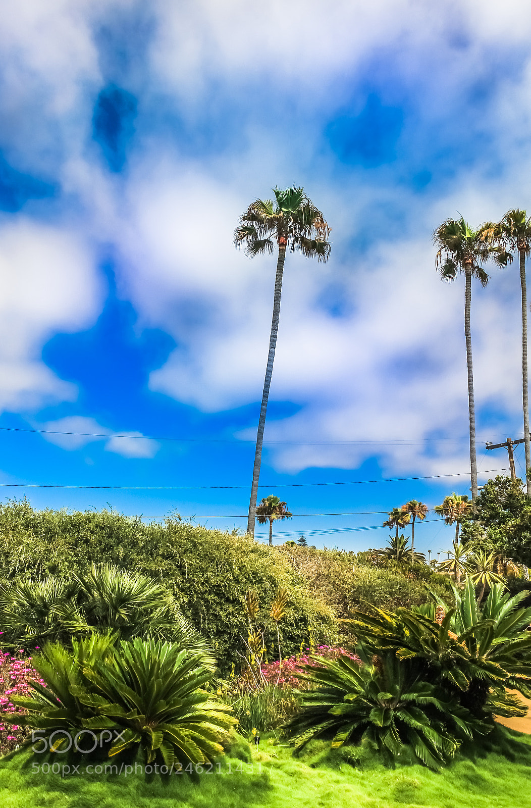 Canon EOS 700D (EOS Rebel T5i / EOS Kiss X7i) sample photo. Palm trees in san photography