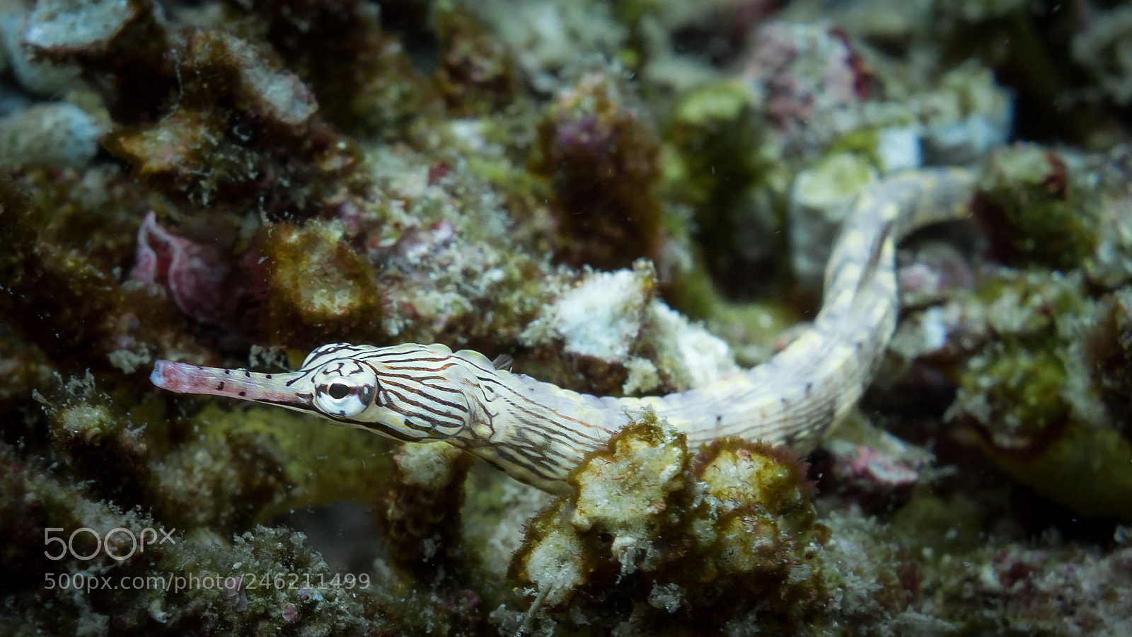Sony Cyber-shot DSC-RX100 II sample photo. Pipefish photography