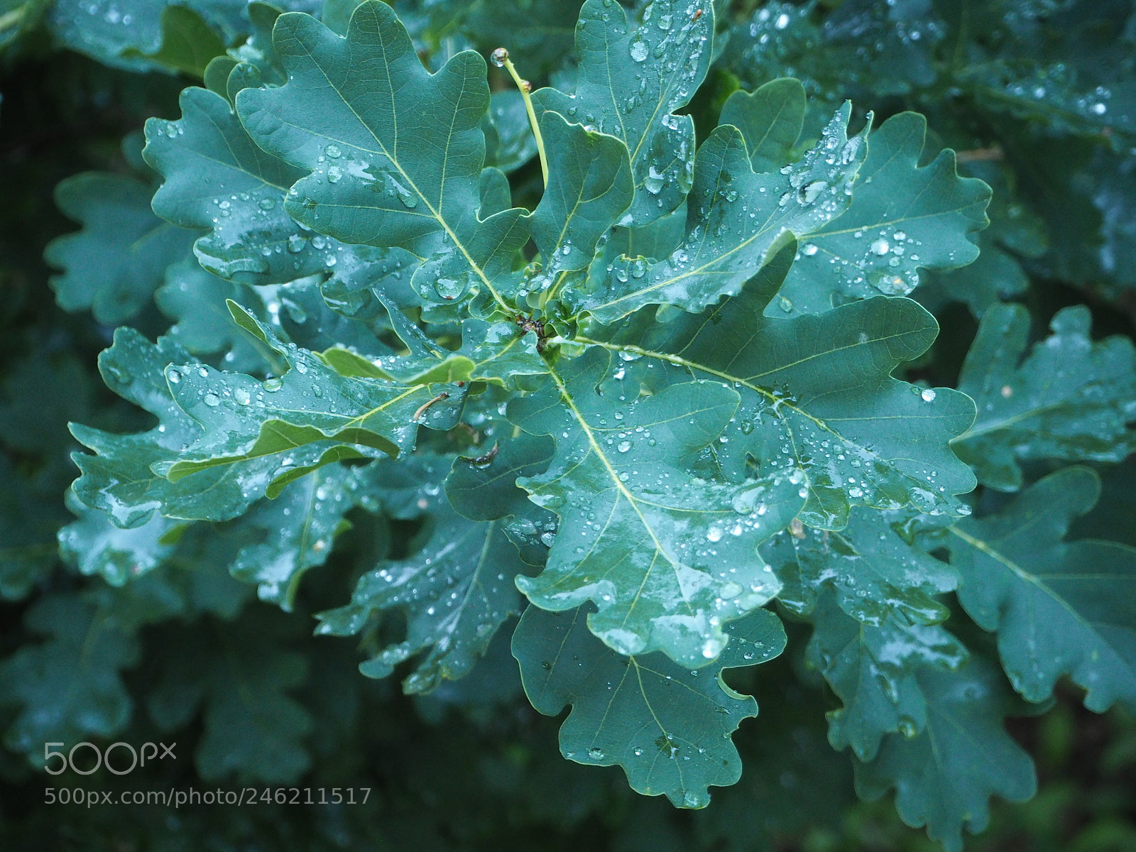 Olympus OM-D E-M10 sample photo. Leaf photography