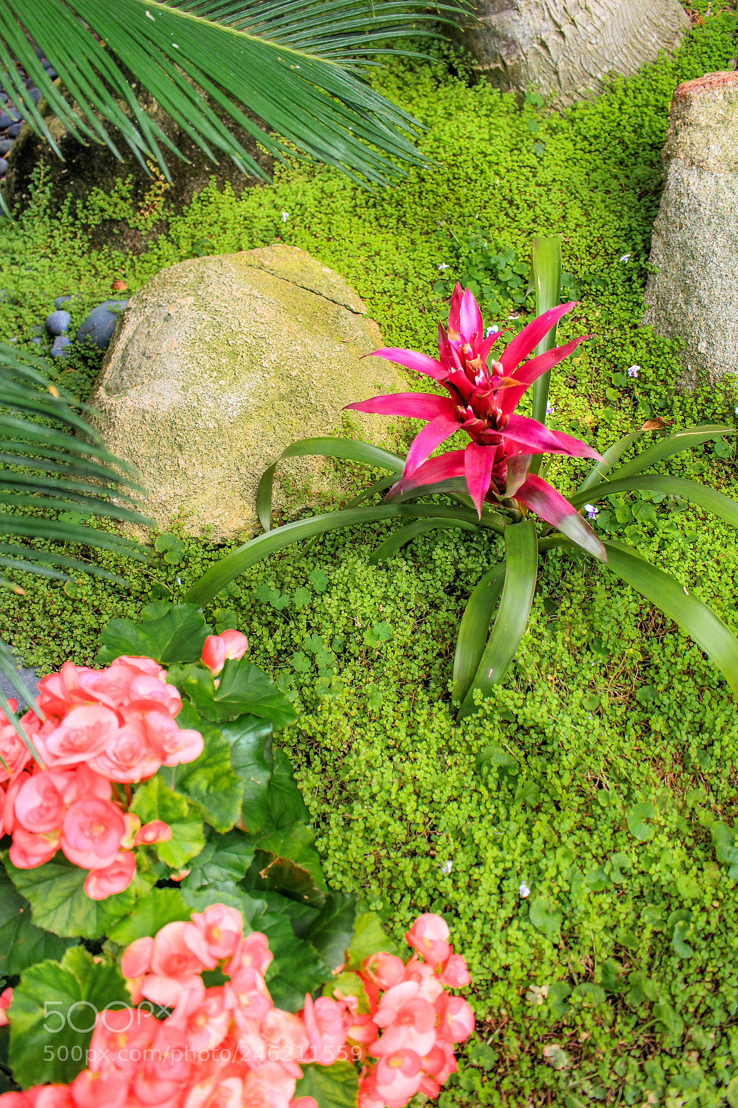 Canon EOS 700D (EOS Rebel T5i / EOS Kiss X7i) sample photo. Bromeliad in san diego's photography