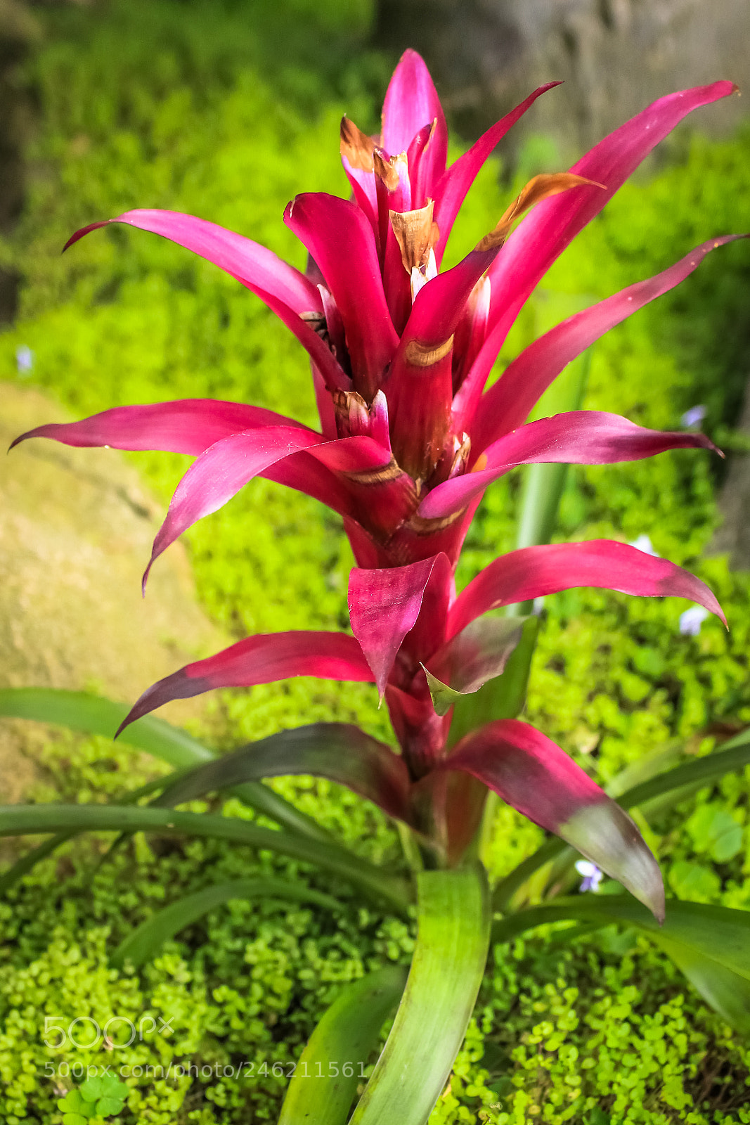 Canon EOS 700D (EOS Rebel T5i / EOS Kiss X7i) sample photo. Pink bromeliad in san photography