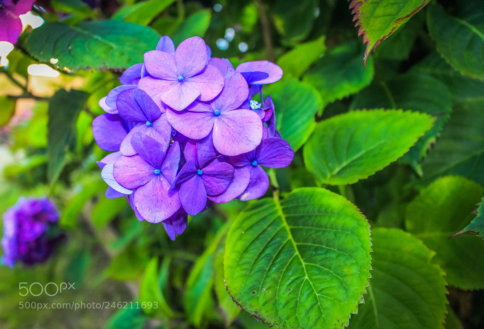 Canon EOS 700D (EOS Rebel T5i / EOS Kiss X7i) sample photo. Purple hydrangea photography