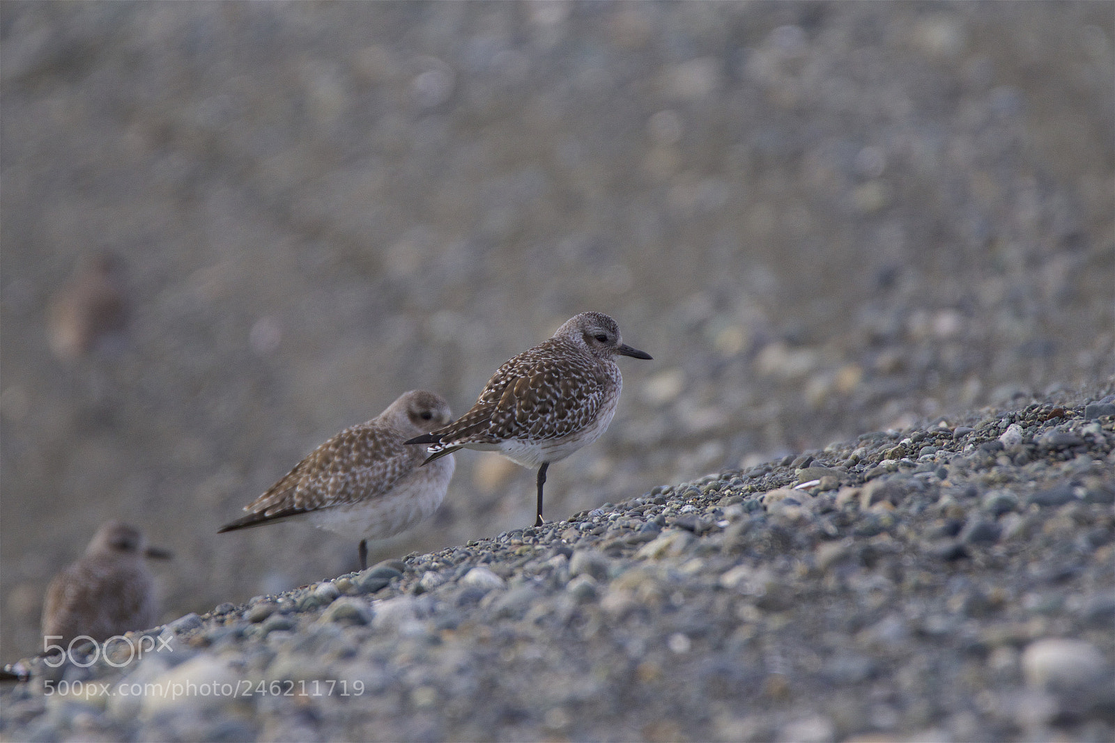 Canon EOS 7D Mark II sample photo. A plover photography