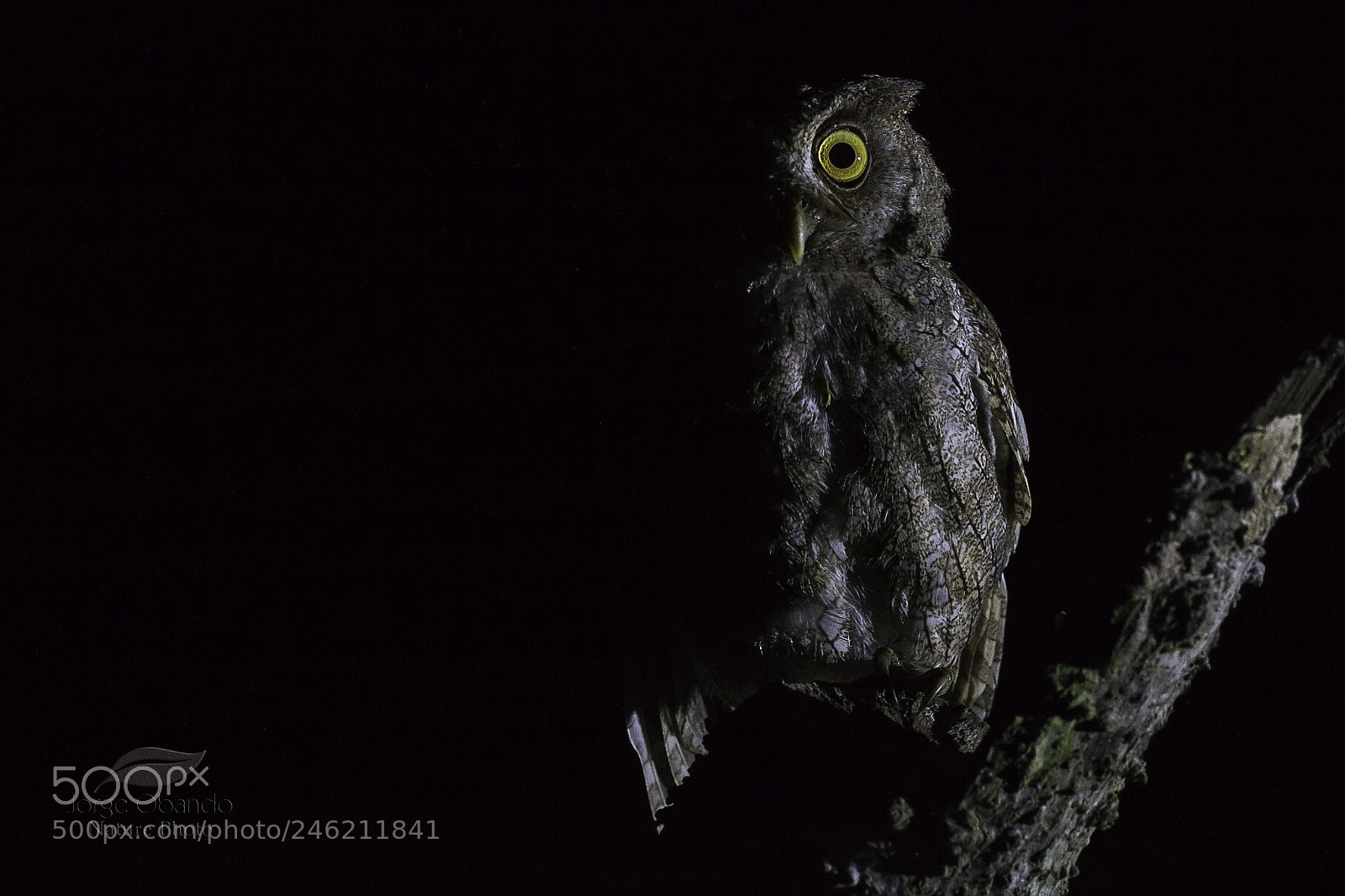 Canon EOS 7D Mark II sample photo. Pacific screech-owl photography