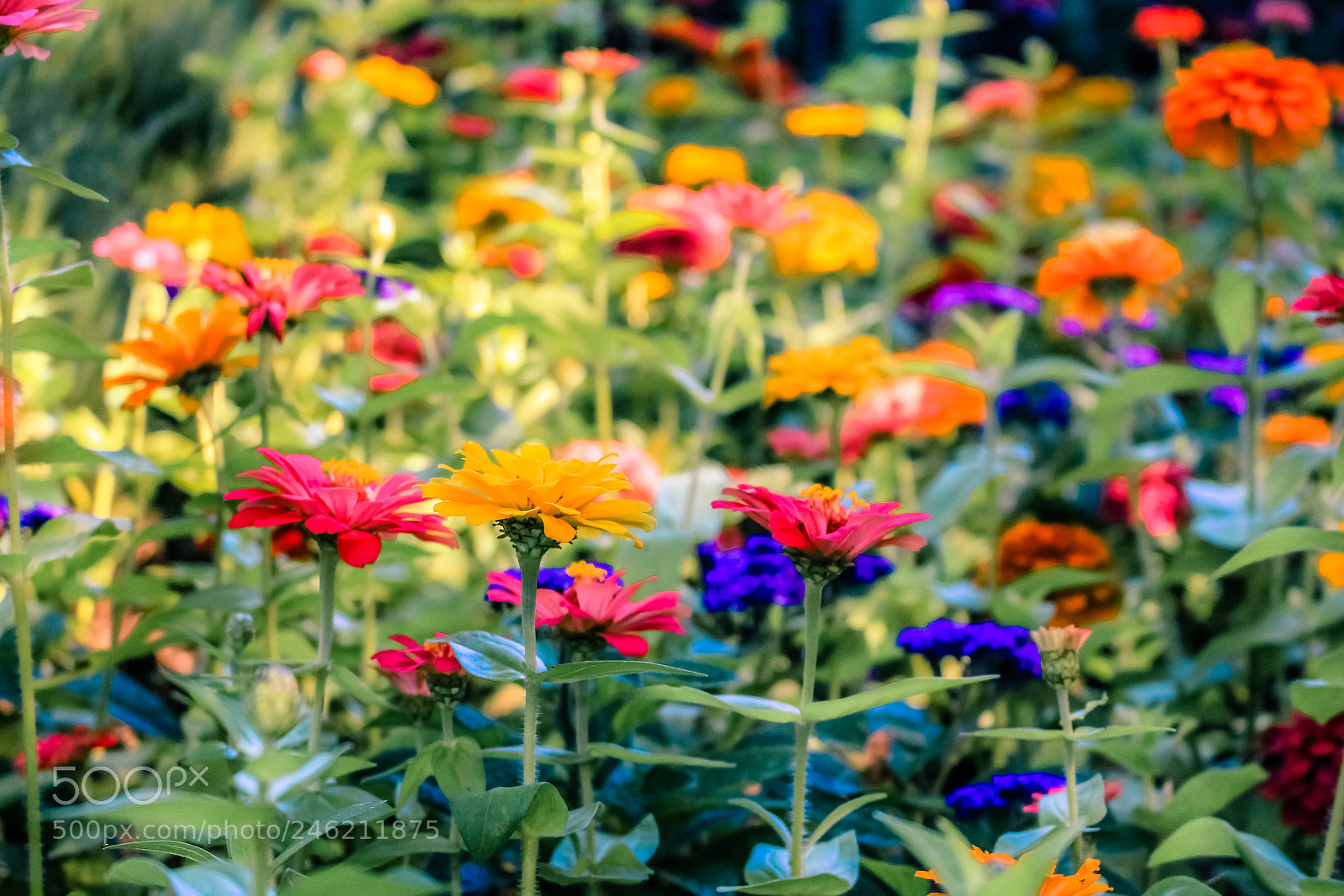Canon EOS 700D (EOS Rebel T5i / EOS Kiss X7i) sample photo. Flowers in butchart gardens photography