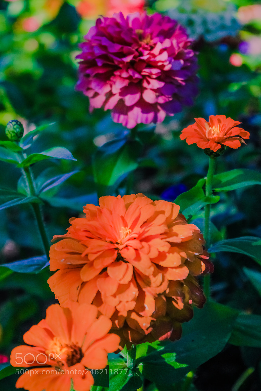 Canon EOS 700D (EOS Rebel T5i / EOS Kiss X7i) sample photo. Assorted flowers in butchart photography
