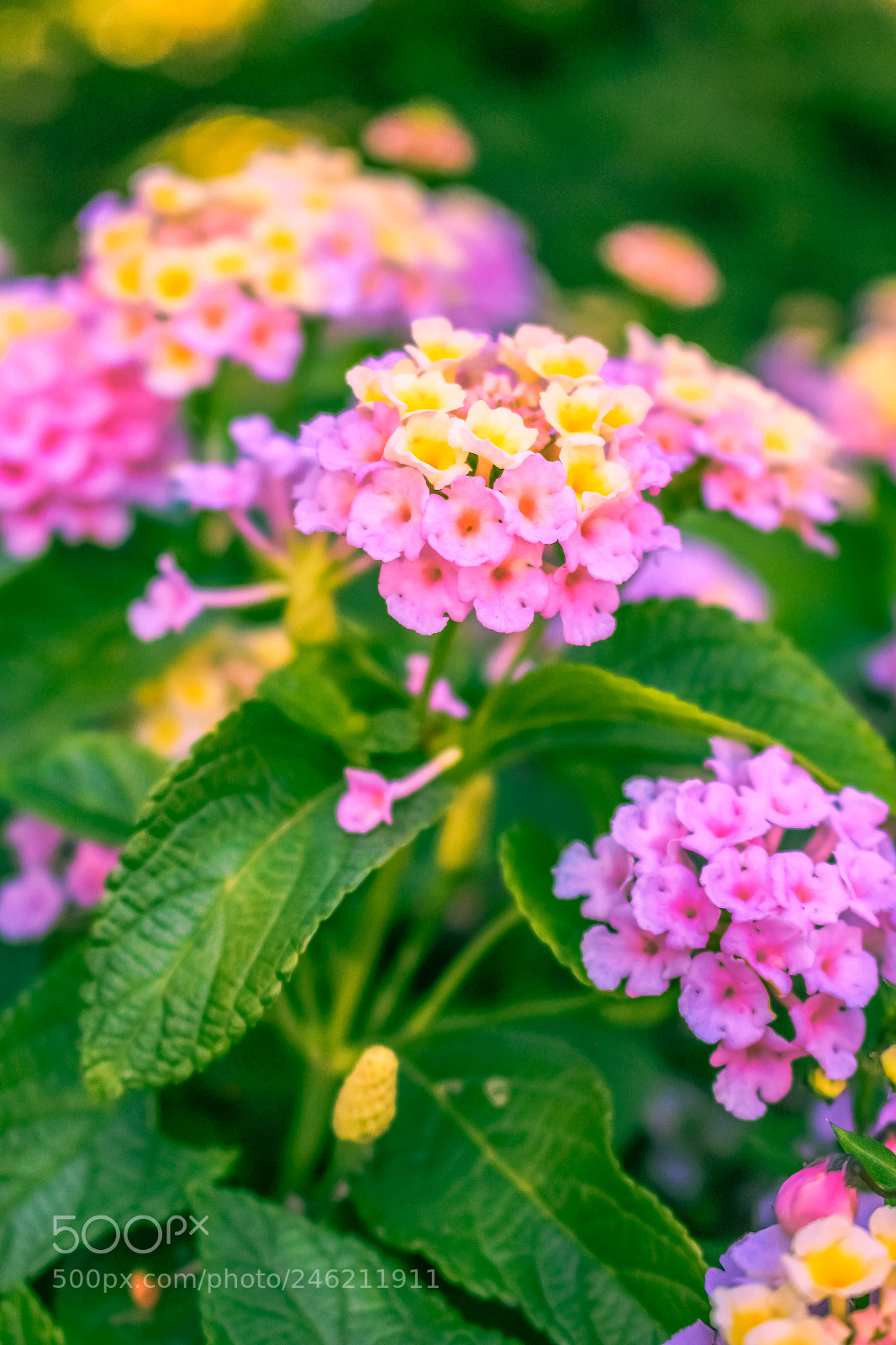 Canon EOS 700D (EOS Rebel T5i / EOS Kiss X7i) sample photo. Little pink flowers in photography