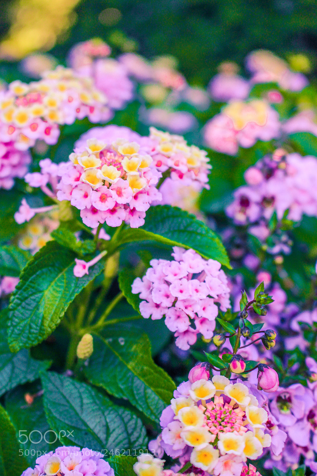 Canon EOS 700D (EOS Rebel T5i / EOS Kiss X7i) sample photo. Pink yellow flowers at photography
