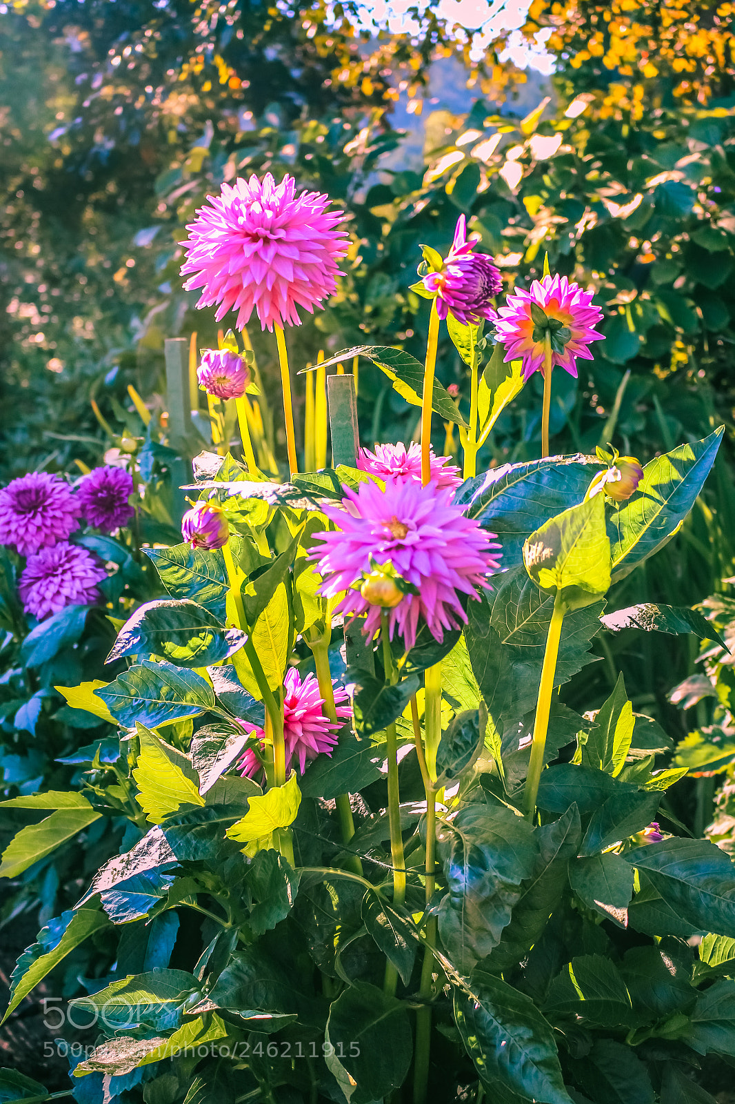 Canon EOS 700D (EOS Rebel T5i / EOS Kiss X7i) sample photo. Pink flowers at butchart photography