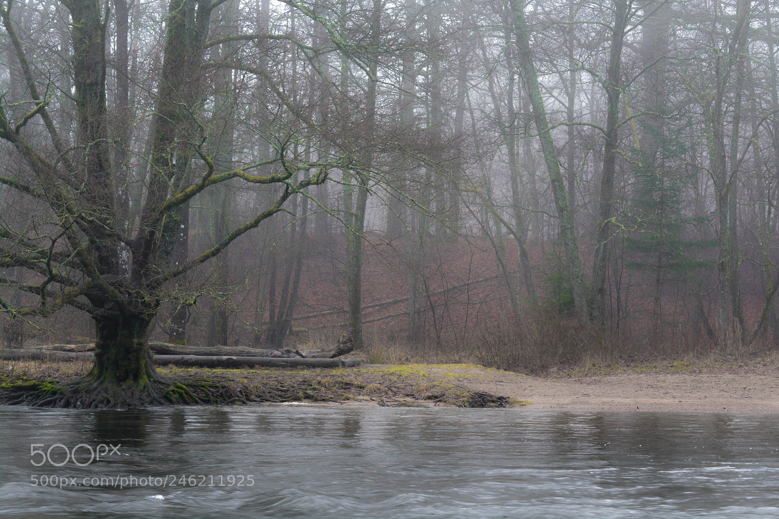 Nikon D5200 sample photo. Misty morning. photography