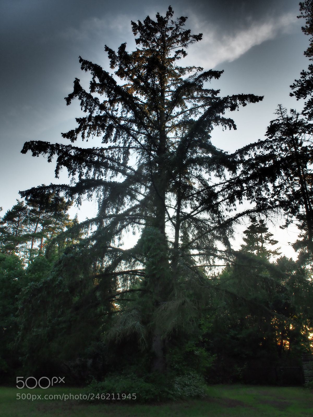 Olympus OM-D E-M10 sample photo. Twilight tree photography