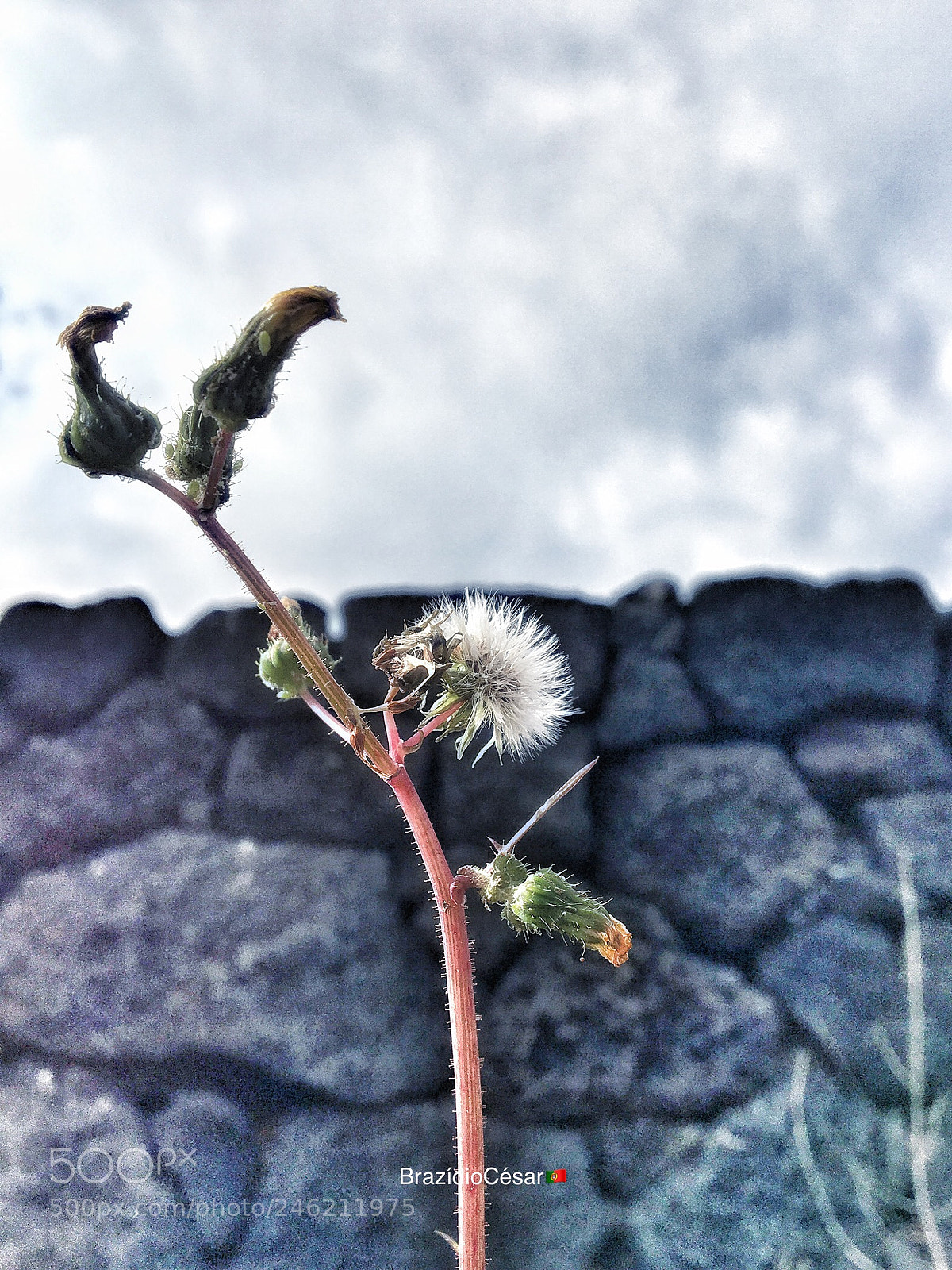 Apple iPhone 6s sample photo. Untitled photography