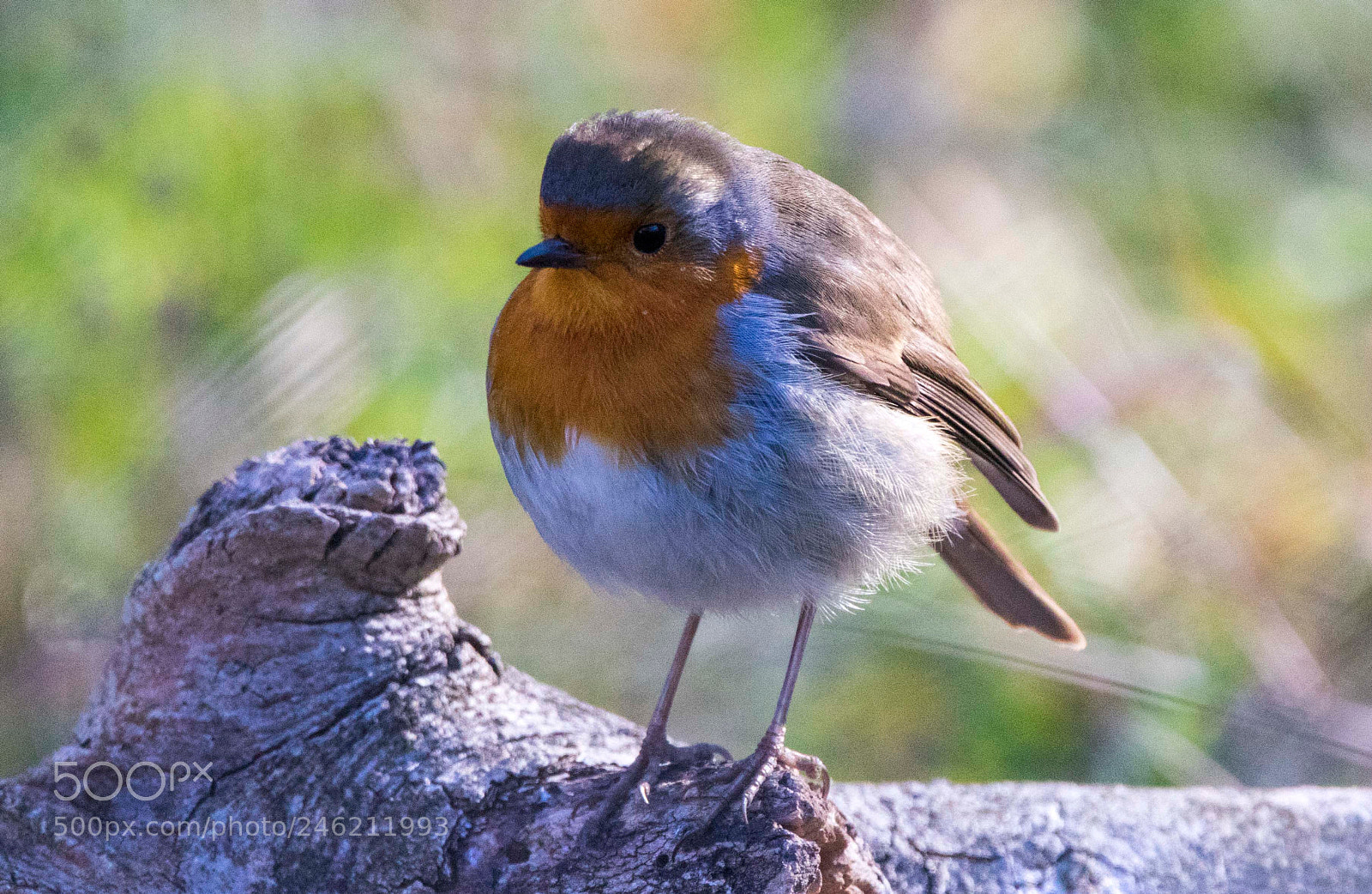 Canon EOS 7D Mark II sample photo. Rouge gorge ! photography