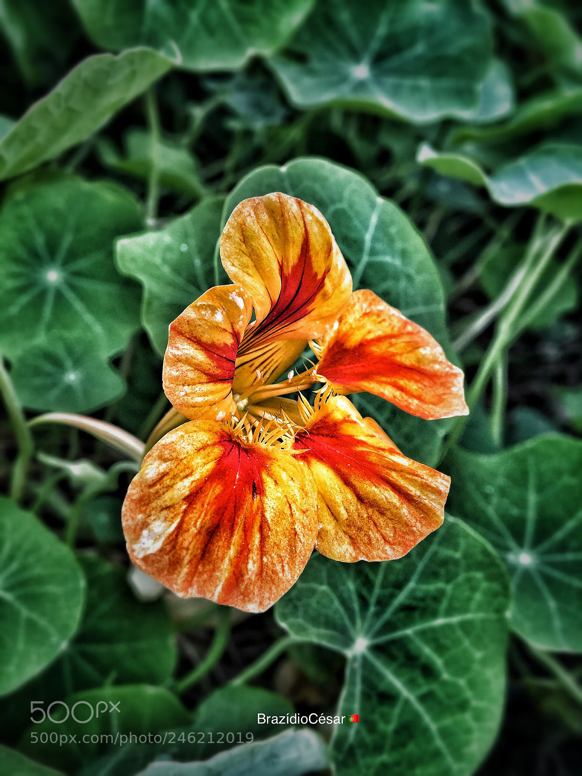 Apple iPhone 6s sample photo. Untitled photography
