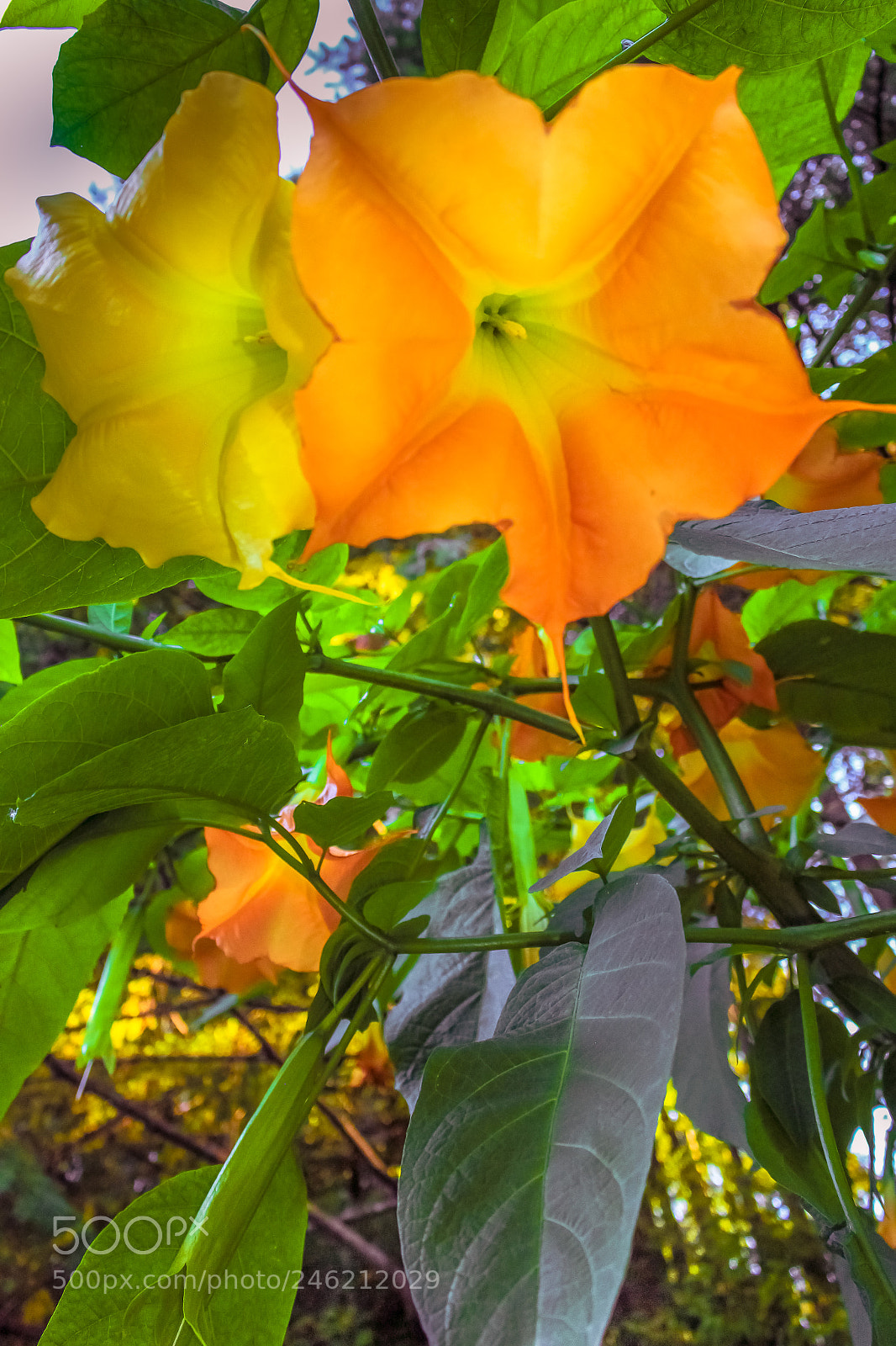 Canon EOS 700D (EOS Rebel T5i / EOS Kiss X7i) sample photo. Orange yellow flowers at photography