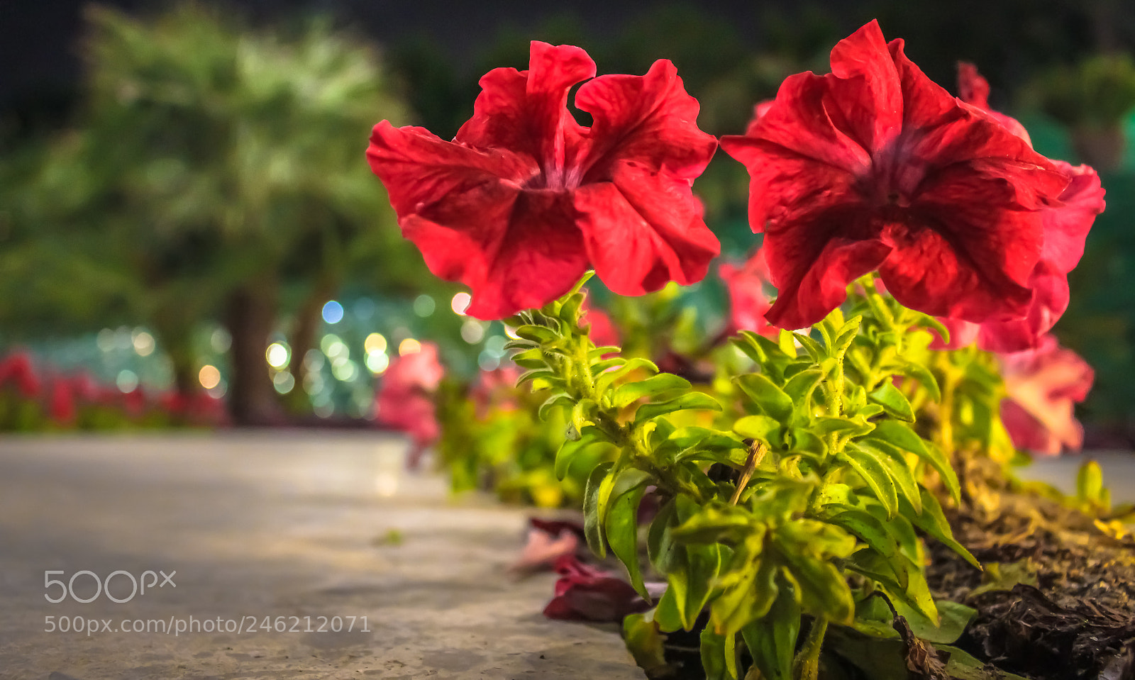 Canon EOS 700D (EOS Rebel T5i / EOS Kiss X7i) sample photo. Red flowers in kuwait photography