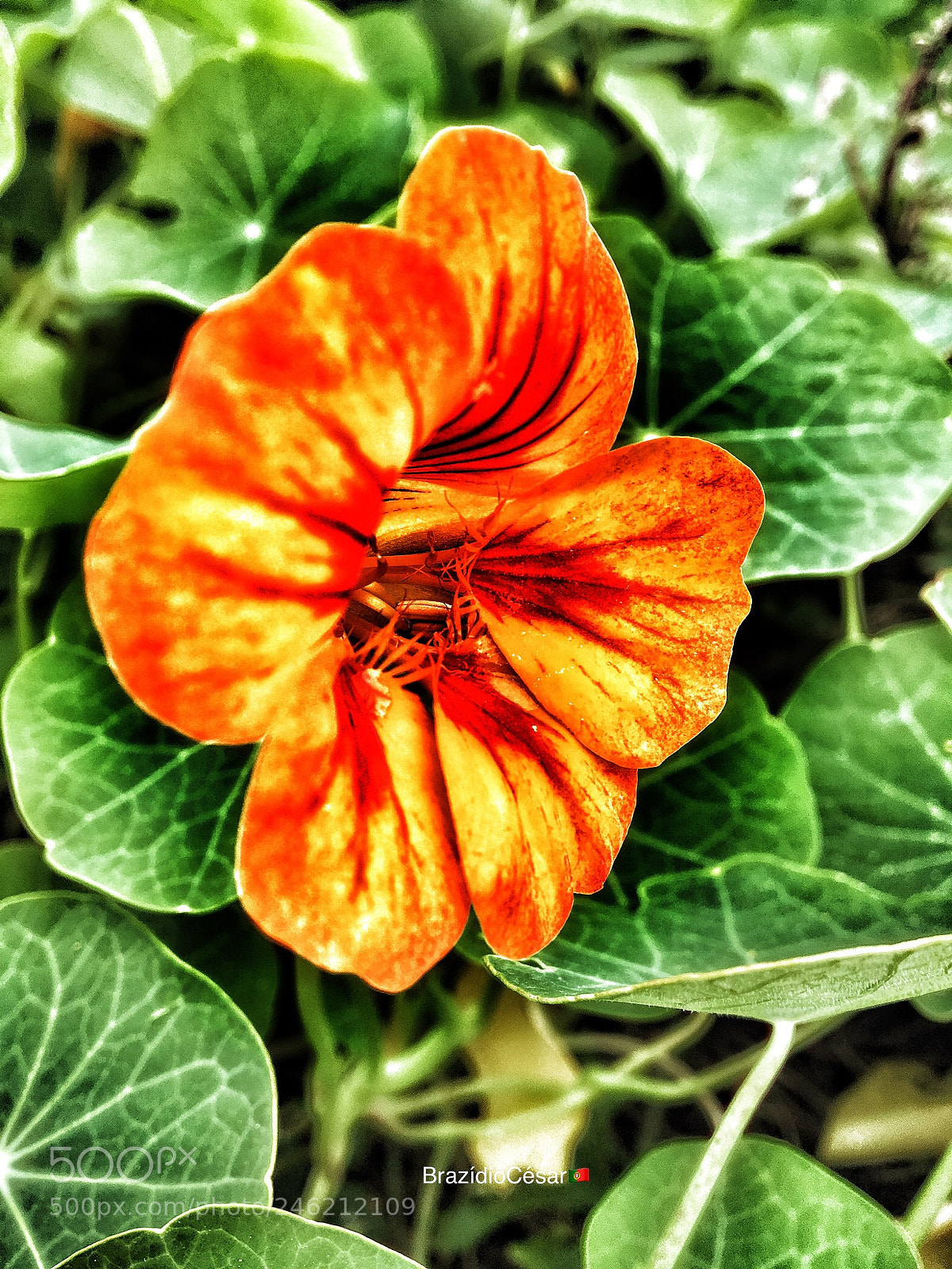 Apple iPhone 6s sample photo. Untitled photography