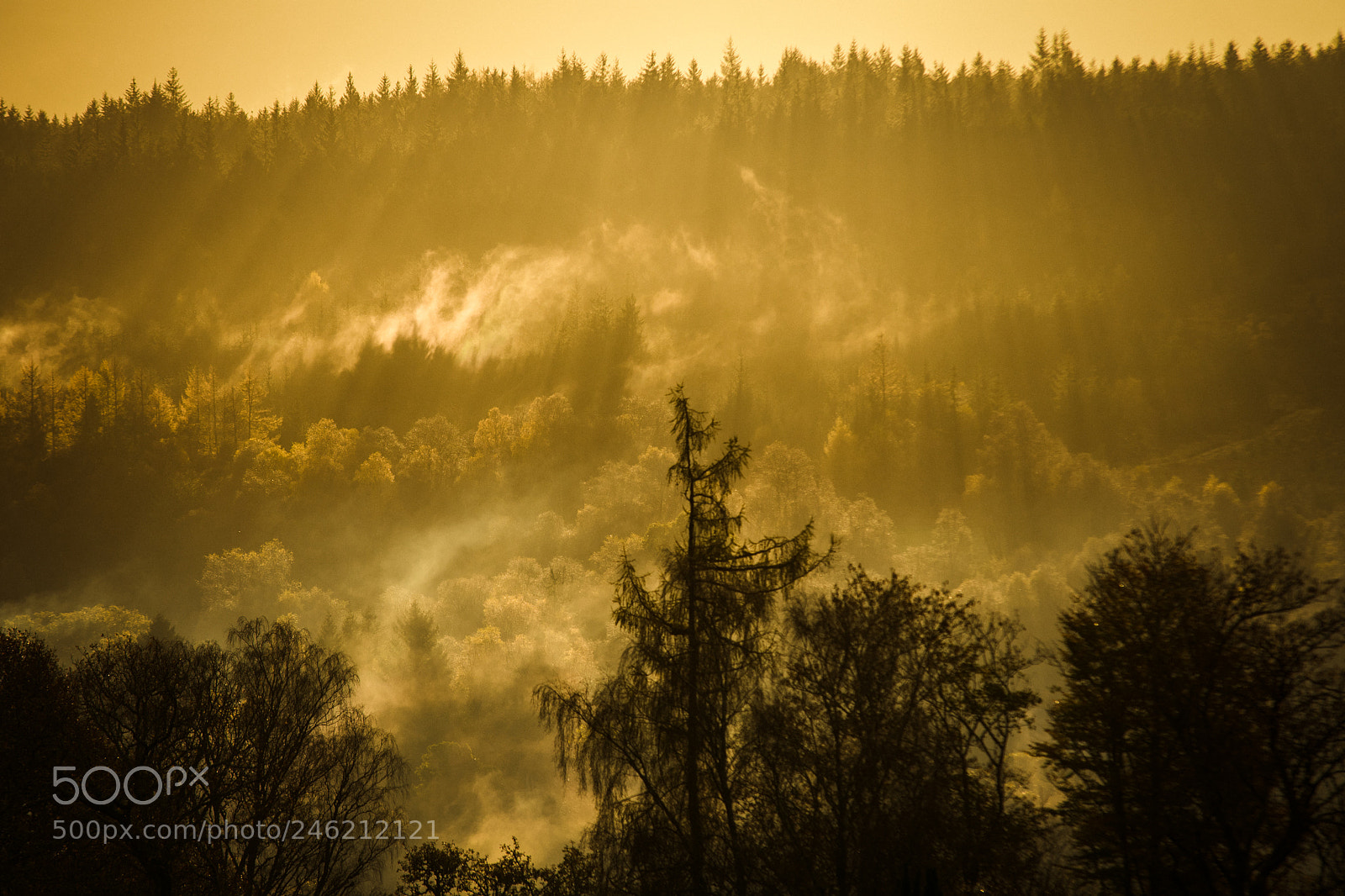 Nikon D500 sample photo. Beams of soft yellow photography