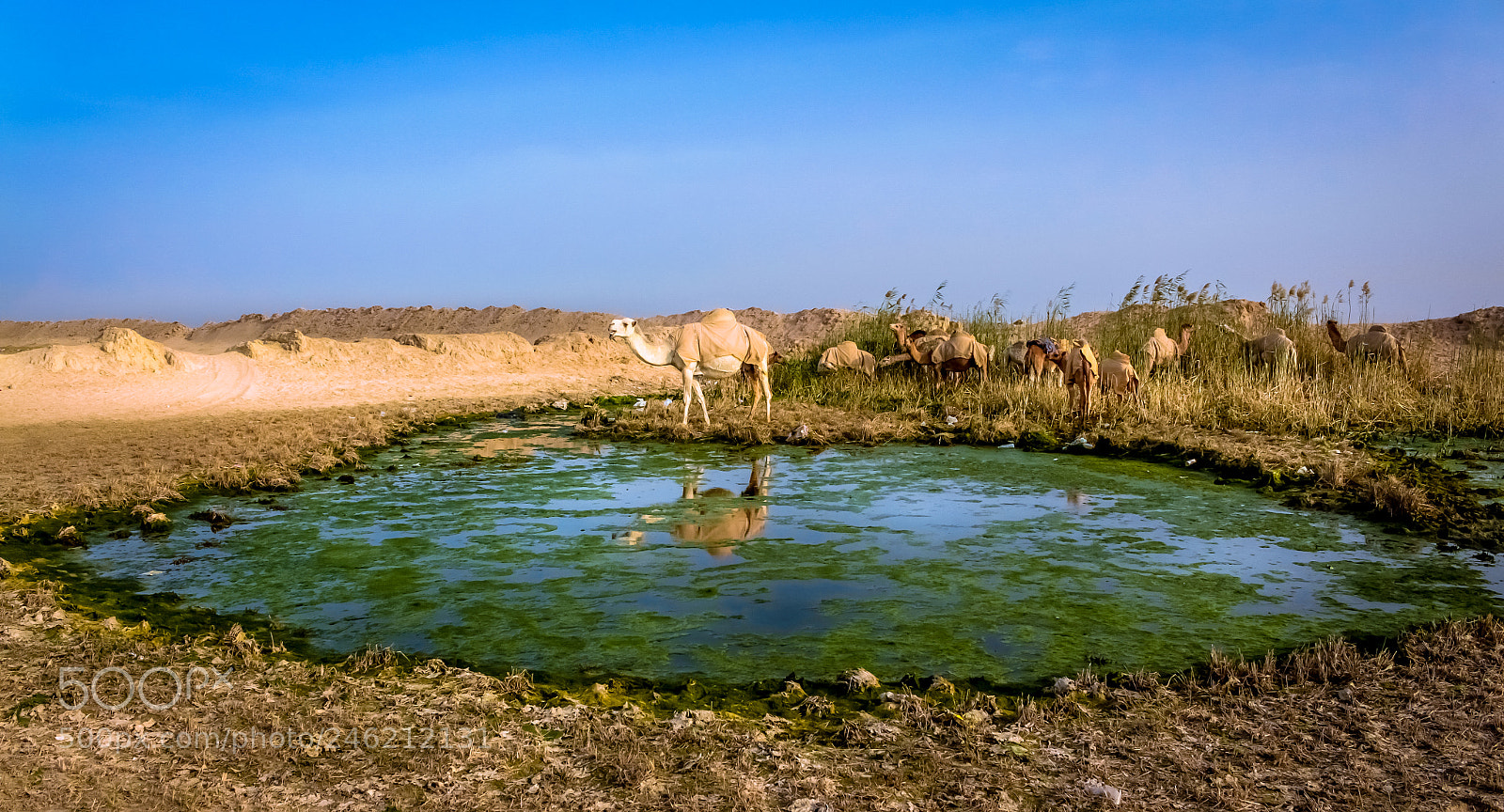 Canon EOS 700D (EOS Rebel T5i / EOS Kiss X7i) sample photo. A pack of camels photography