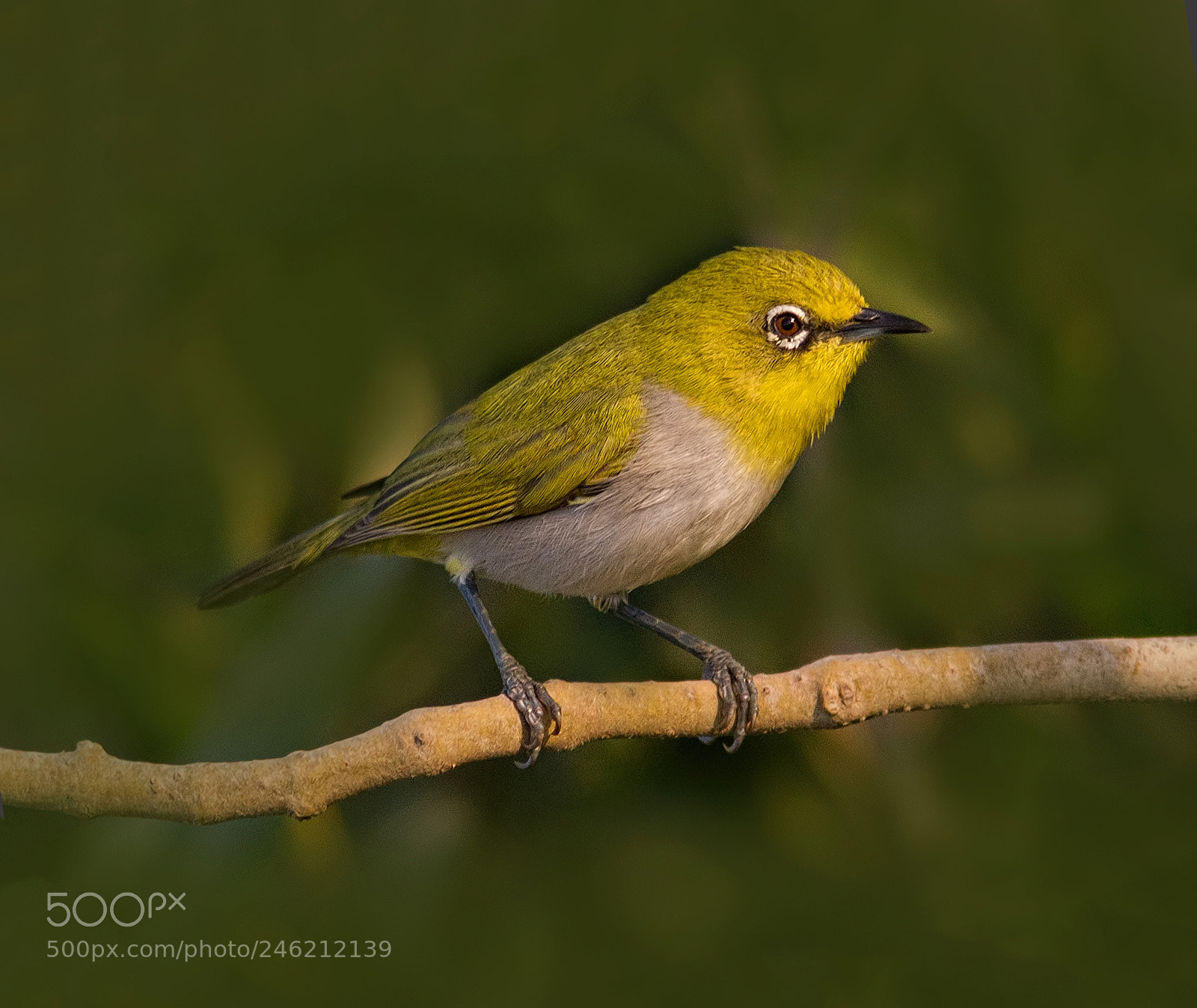 Canon EOS 7D sample photo. Oriental white-eye... photography