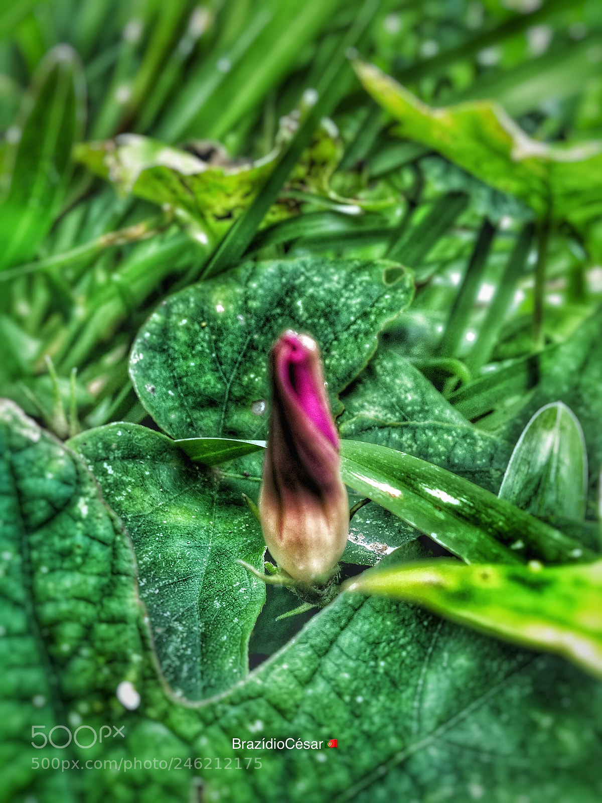 Apple iPhone 6s sample photo. Untitled photography