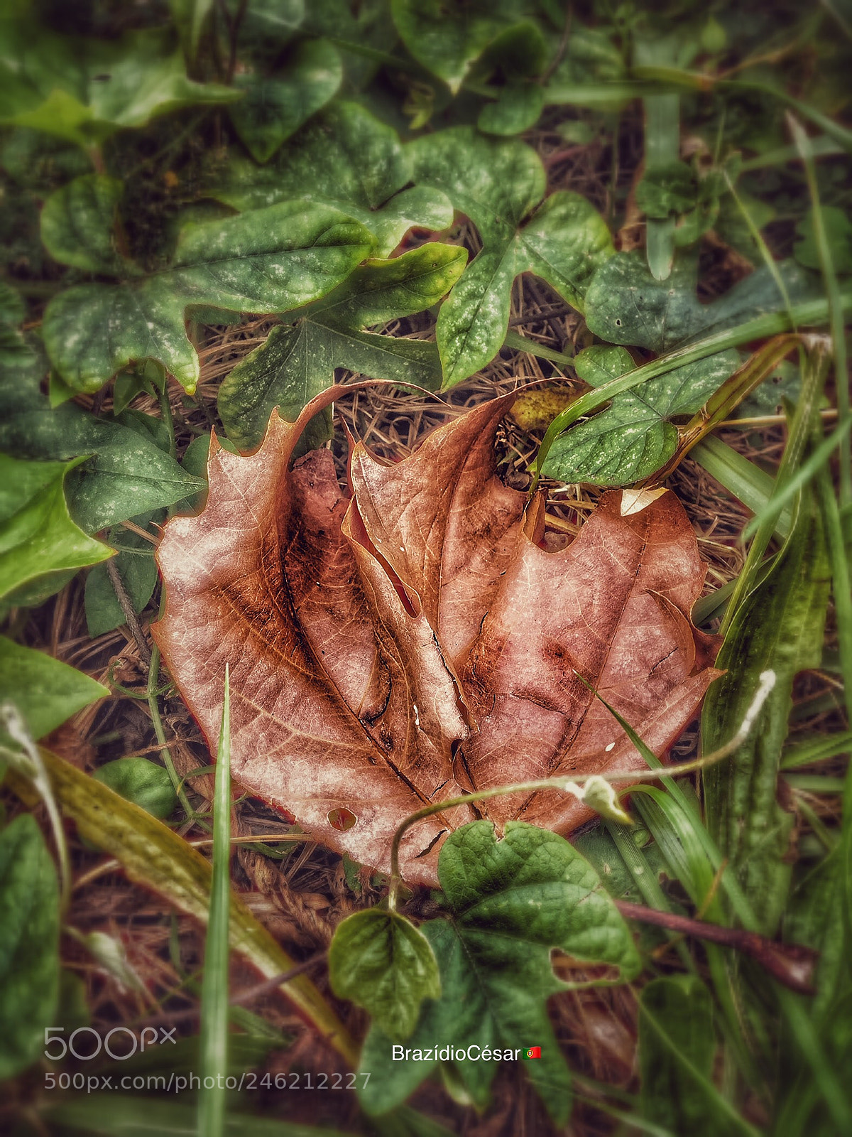 Apple iPhone 6s sample photo. Untitled photography