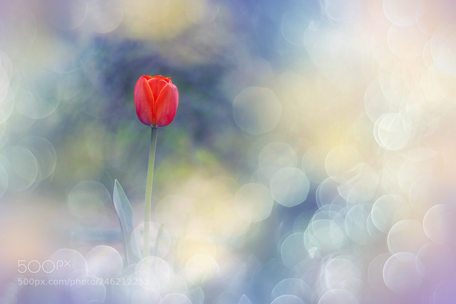 Canon EOS 50D sample photo. A tulip photography