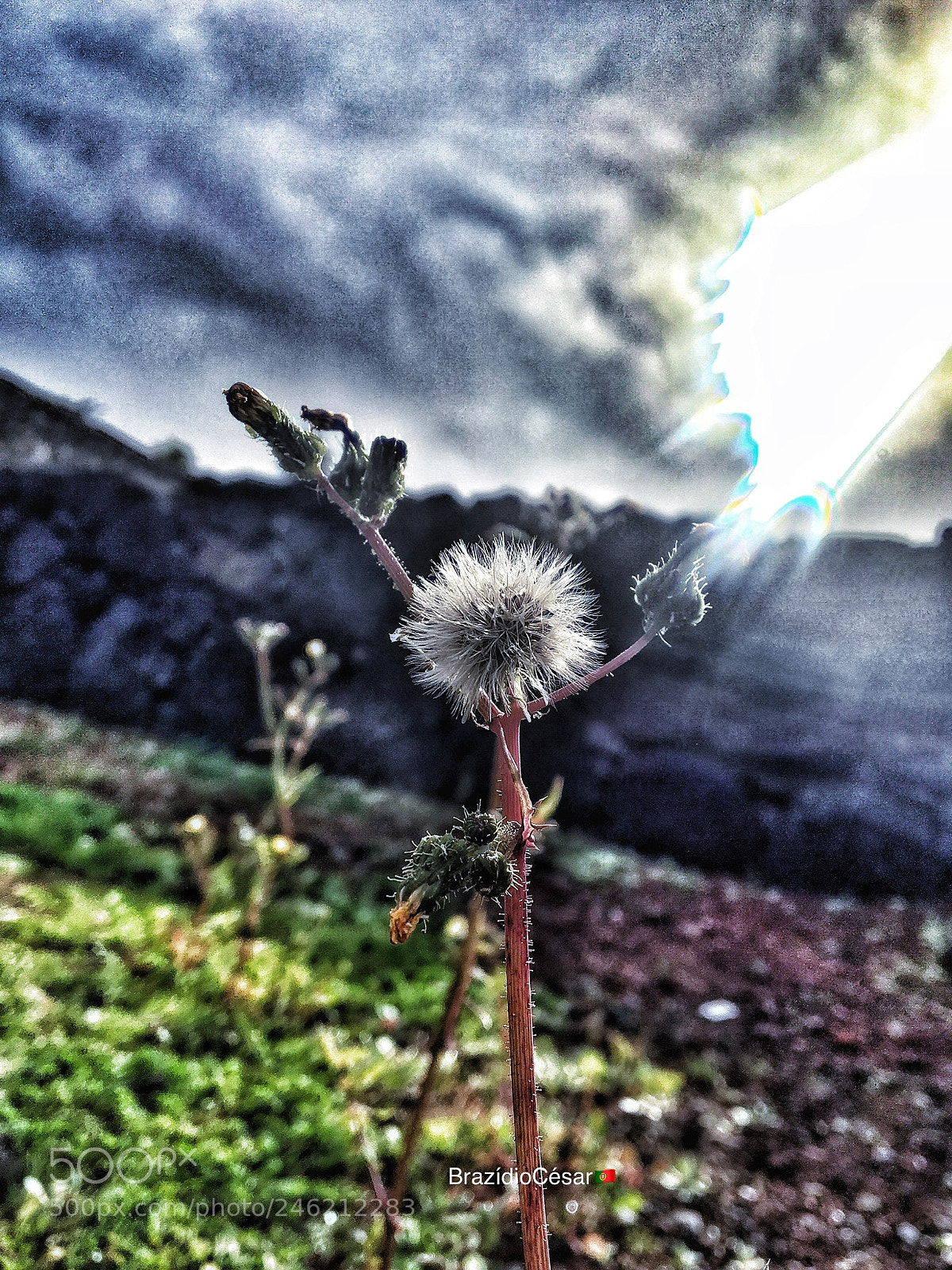Apple iPhone 6s sample photo. Untitled photography
