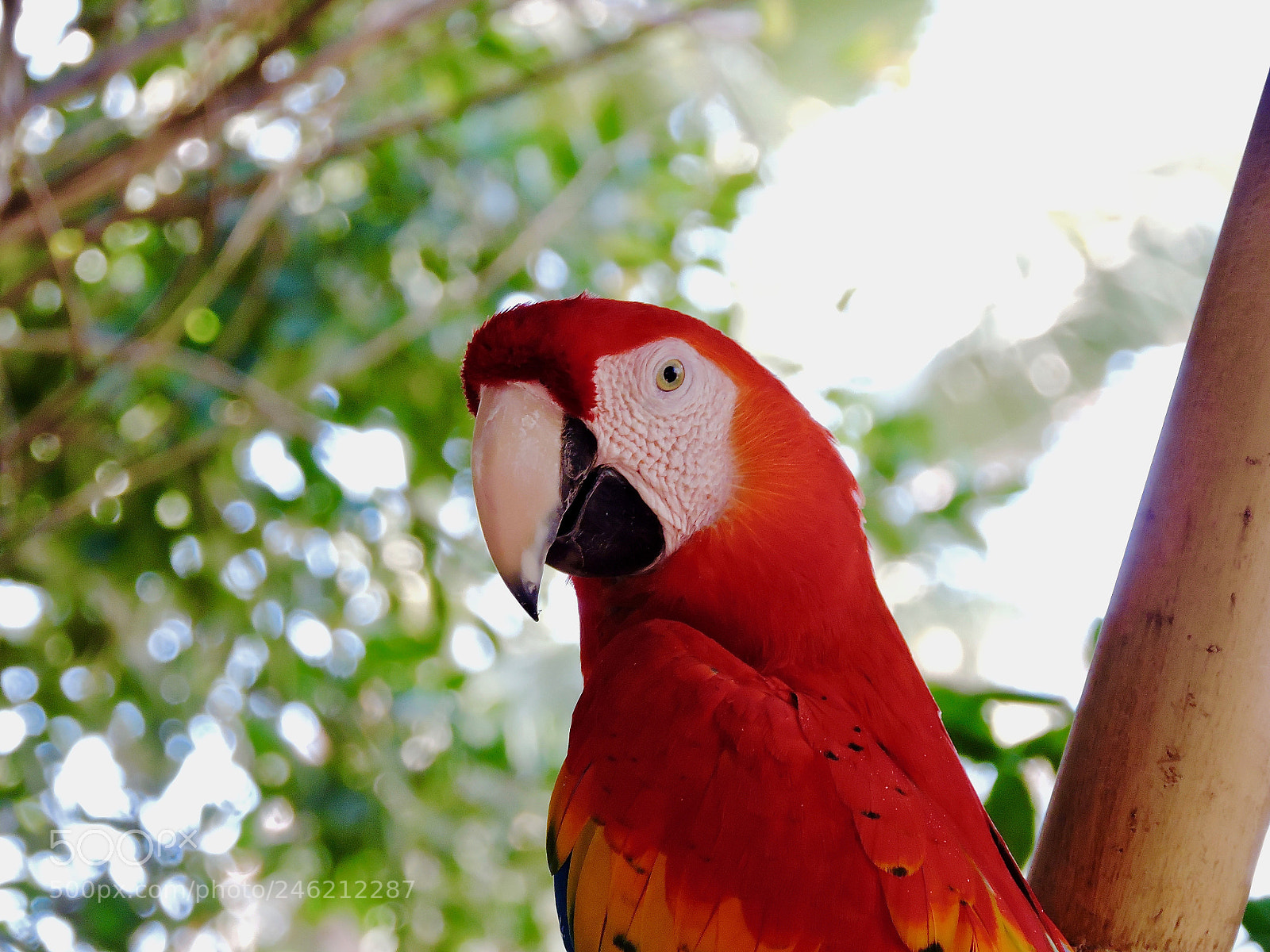Nikon Coolpix P530 sample photo. Phoenix zoo | hello photography