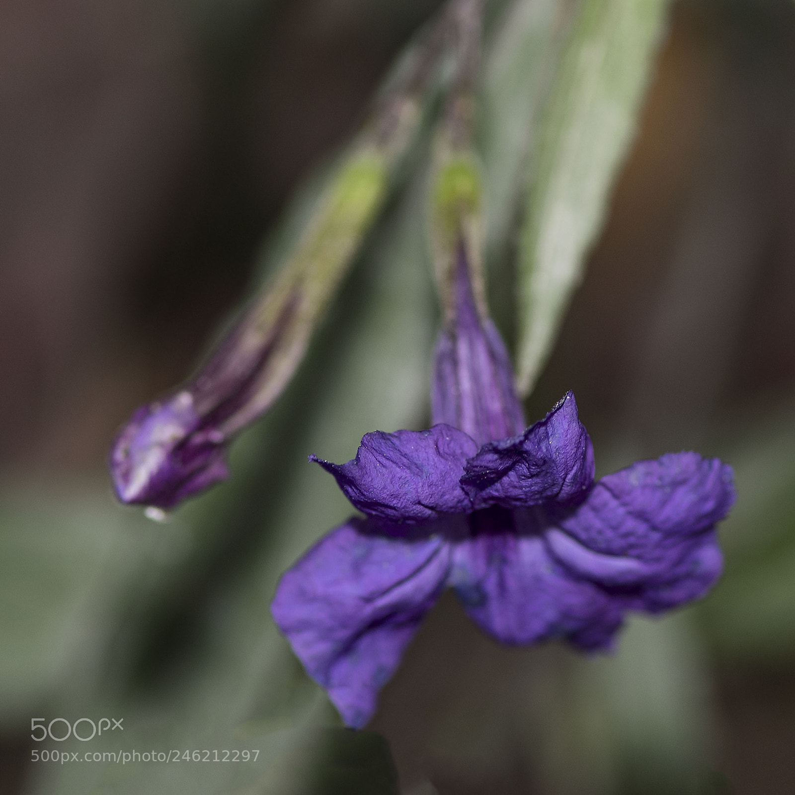 Nikon D500 sample photo. Flower photography