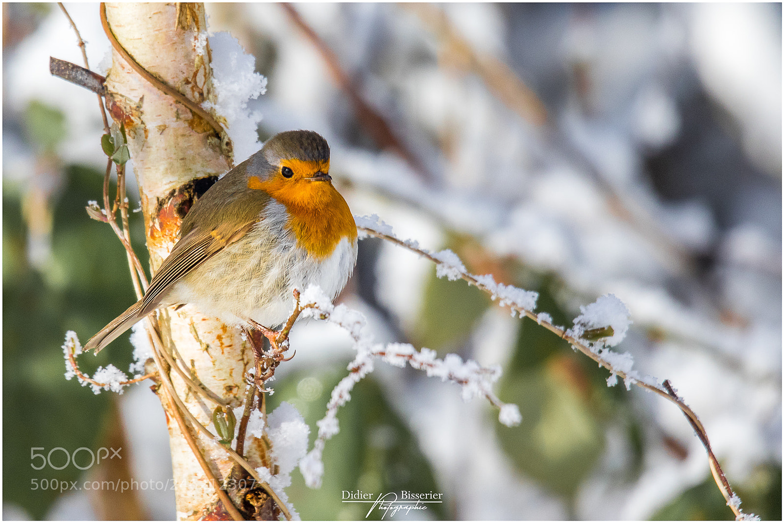 Canon EOS 7D Mark II sample photo. Frozen robin photography