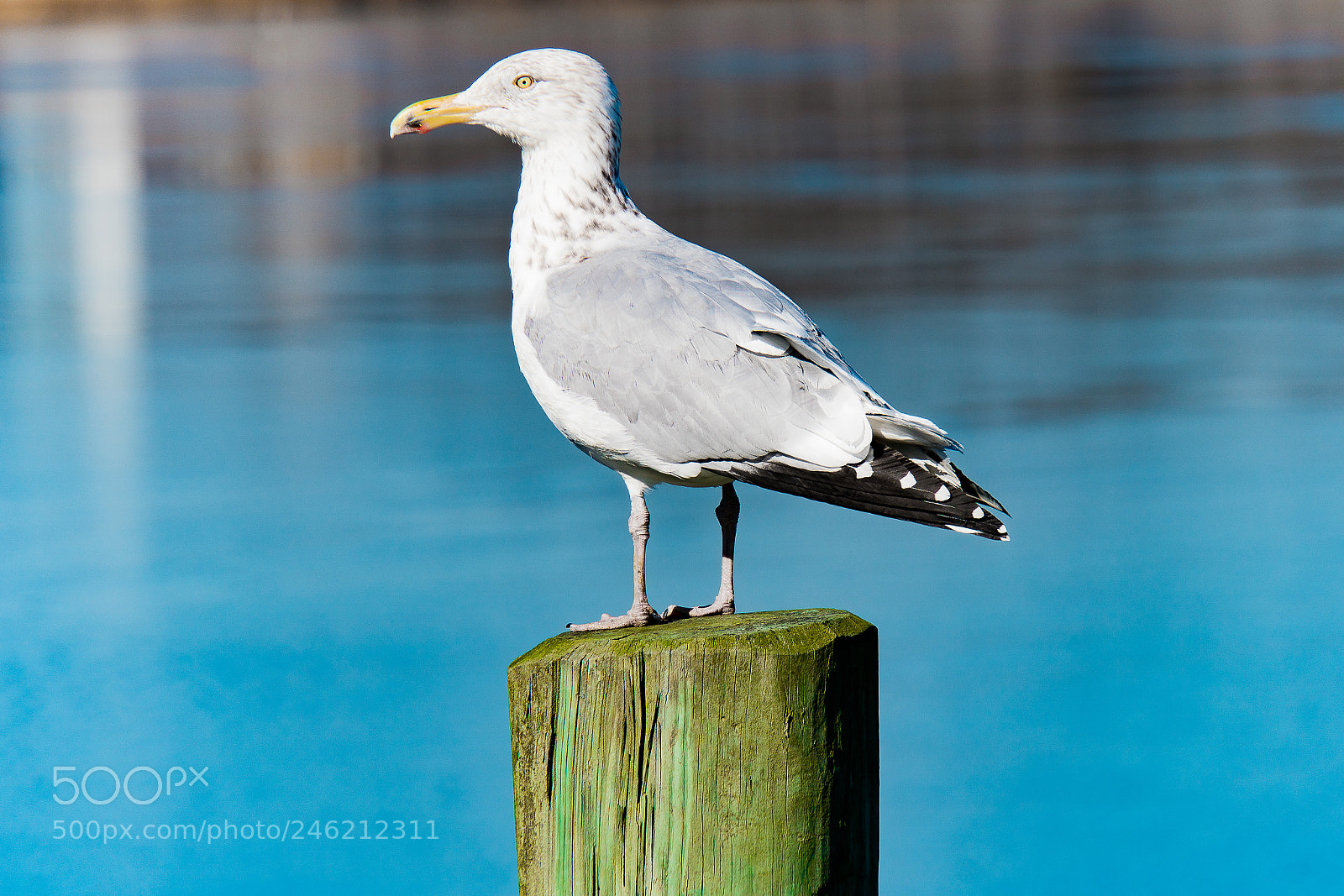 Sony a6500 sample photo. Seagull in winter photography