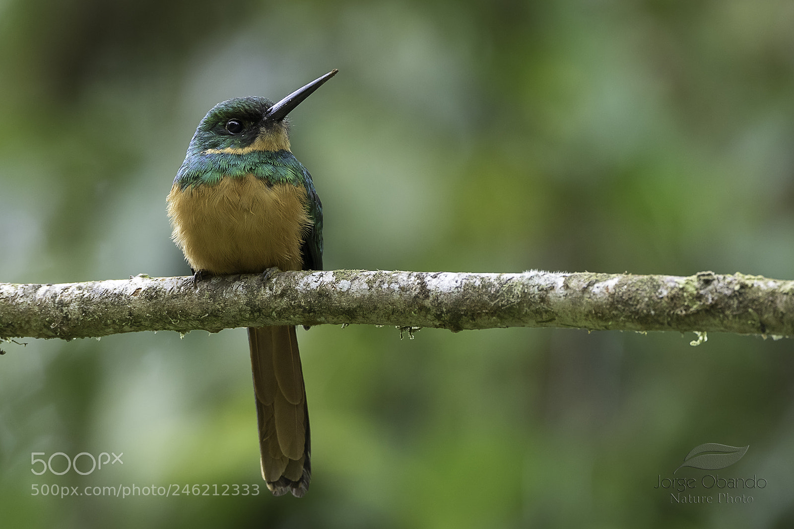 Canon EOS 7D Mark II sample photo. Rufous-tailed jacamar (female) photography